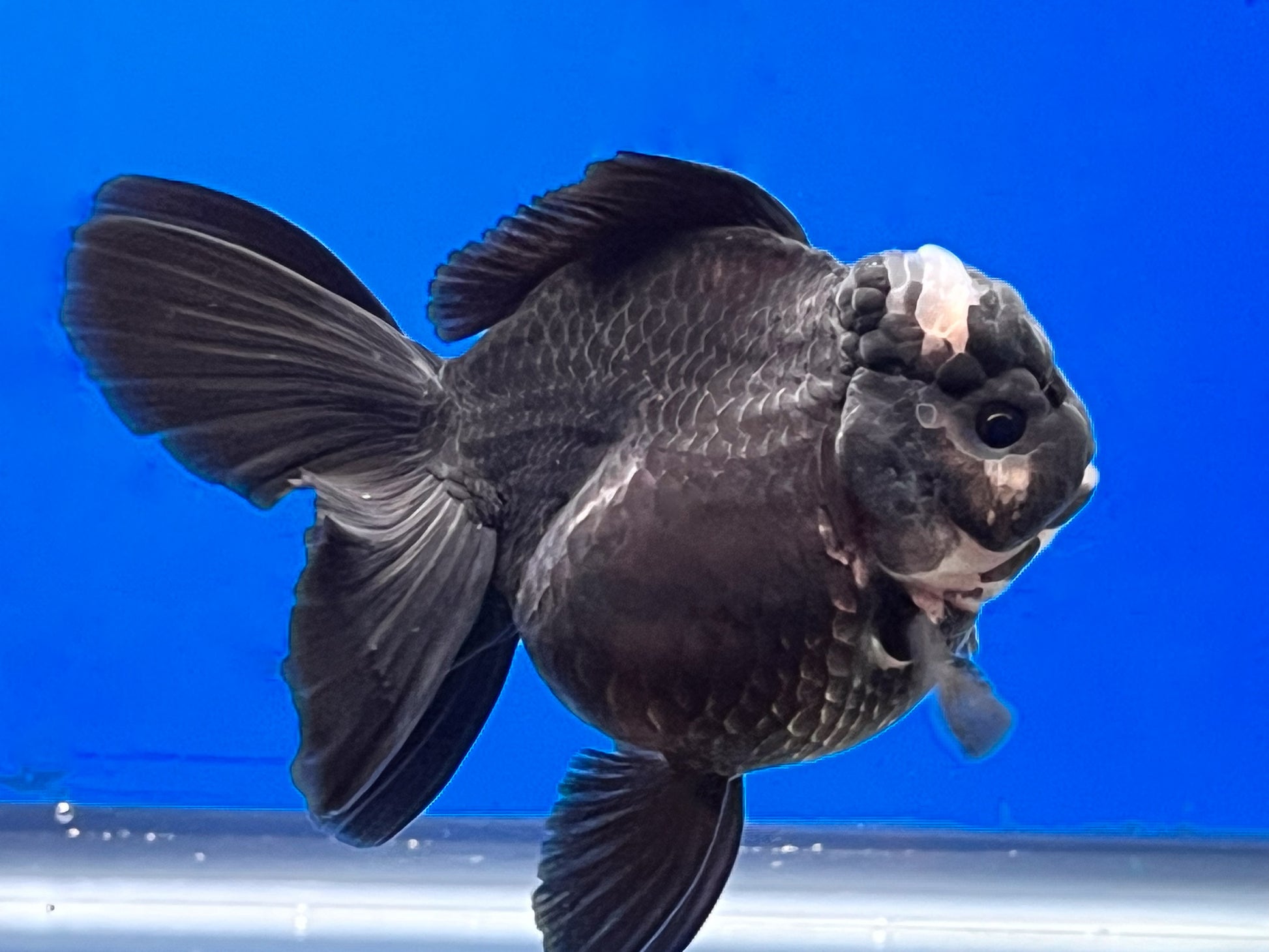 Panda Oranda for Sale Panda Oranda Goldfish Kaiju Goldfish USA