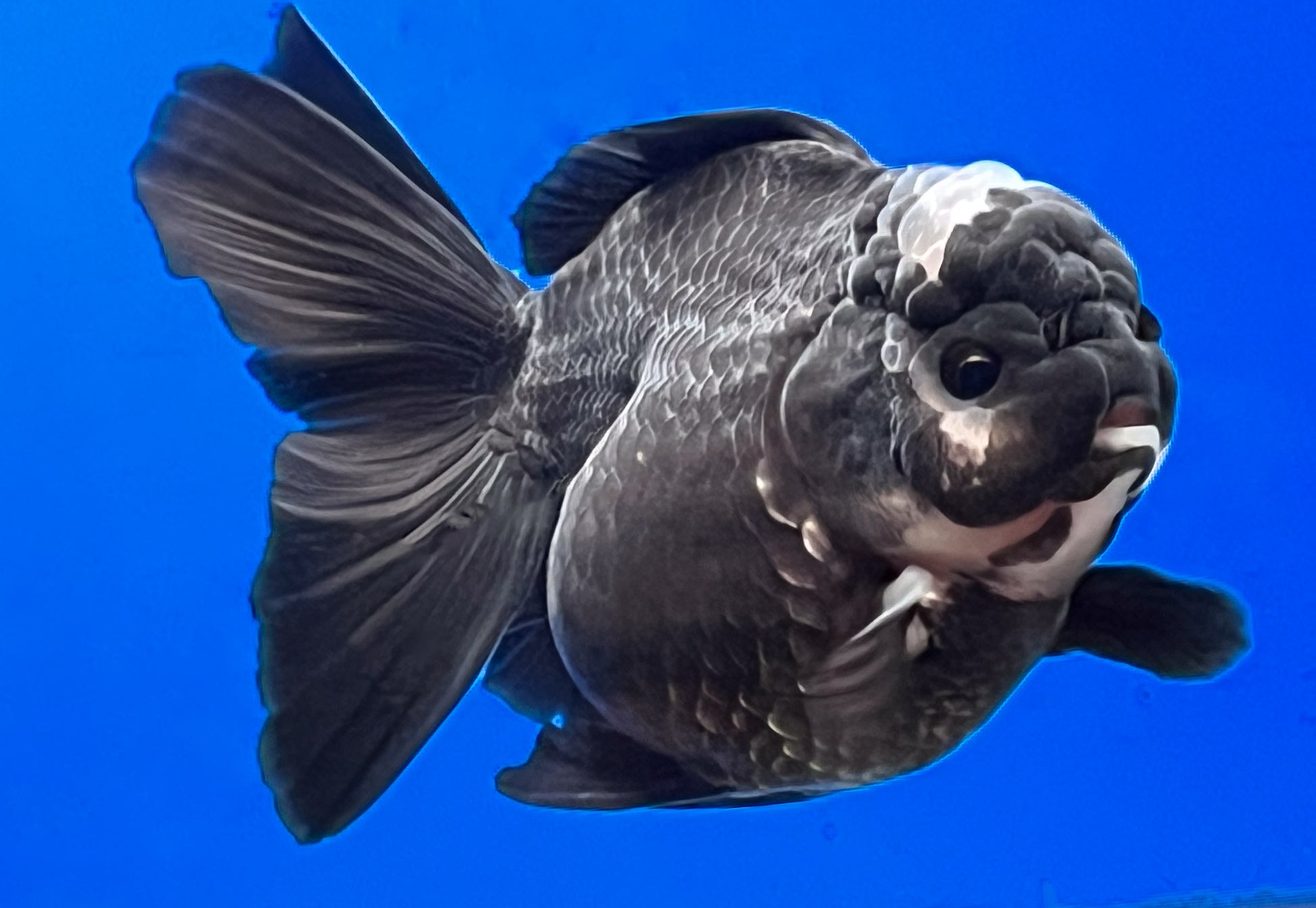 Panda Oranda for Sale Panda Oranda Goldfish Kaiju Goldfish USA