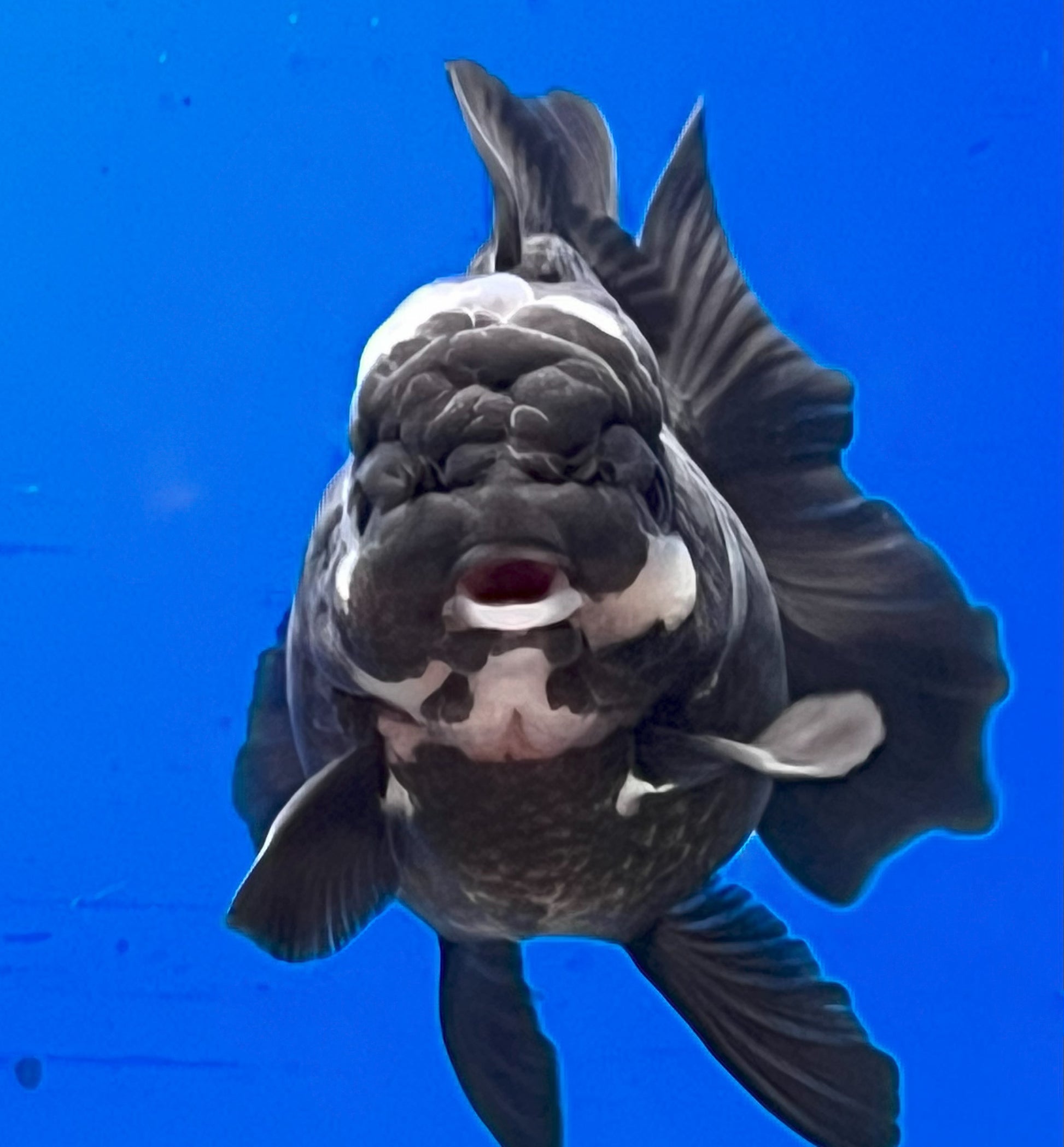 Panda Oranda for Sale Panda Oranda Goldfish Kaiju Goldfish USA