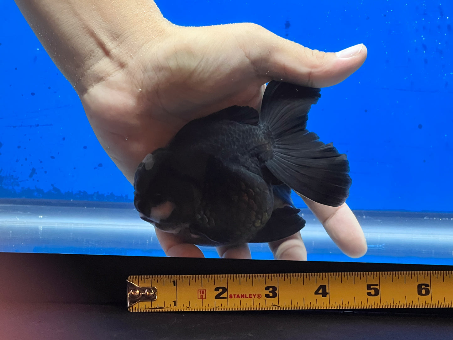 Panda Oranda for Sale 