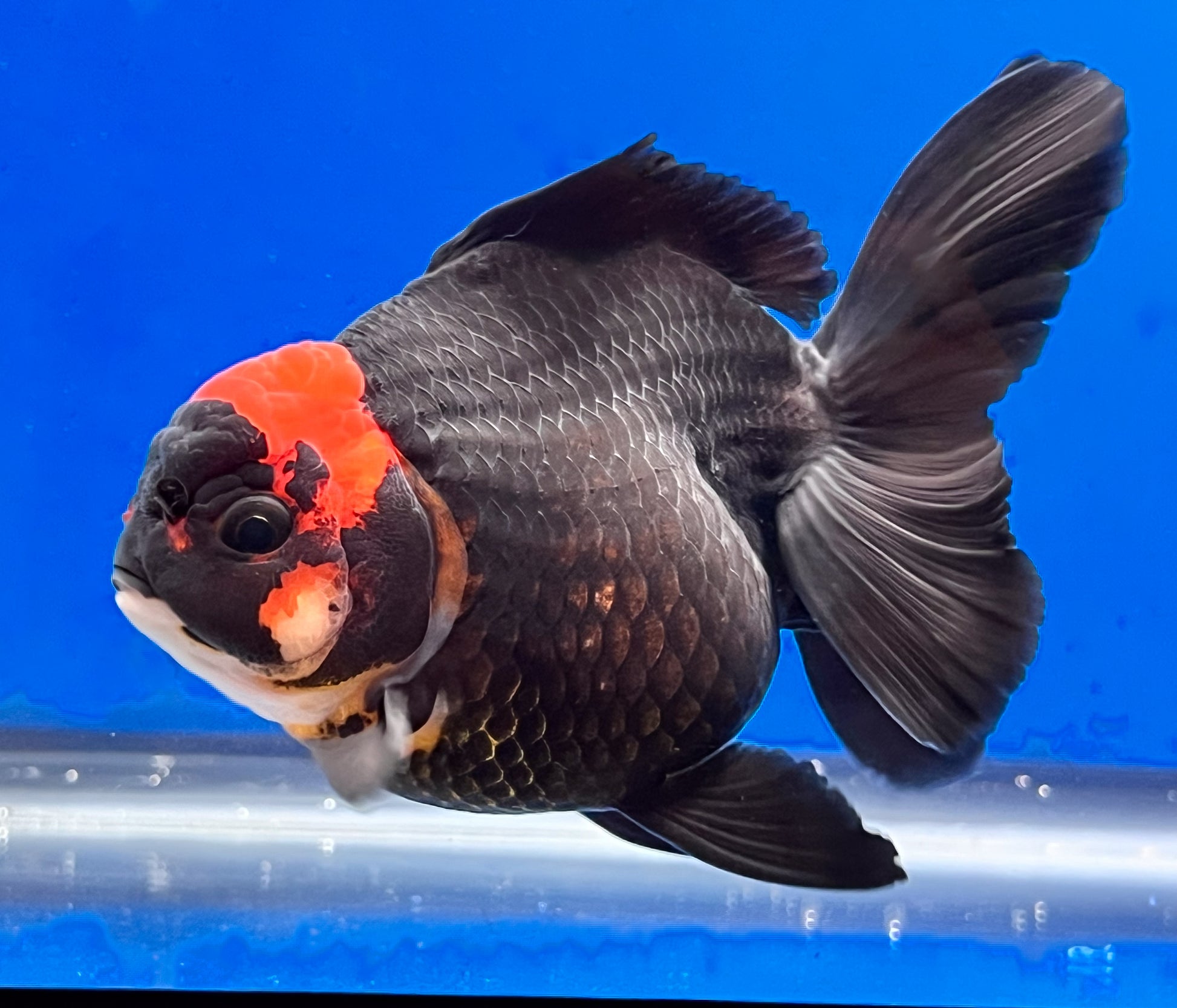 Tricolor Oranda 3.5 - 4 inches (OR-0004_01) - Kaiju Goldfish USA