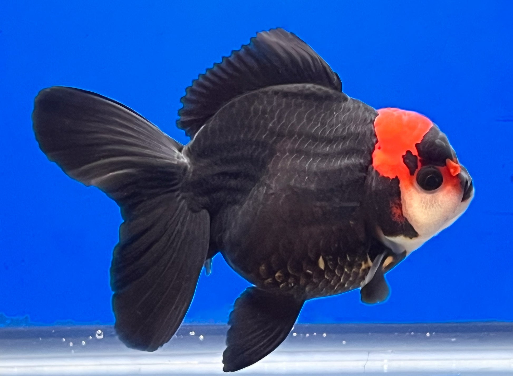 Tricolor Oranda 3.5 - 4 inches (OR-0004_01) - Kaiju Goldfish USA