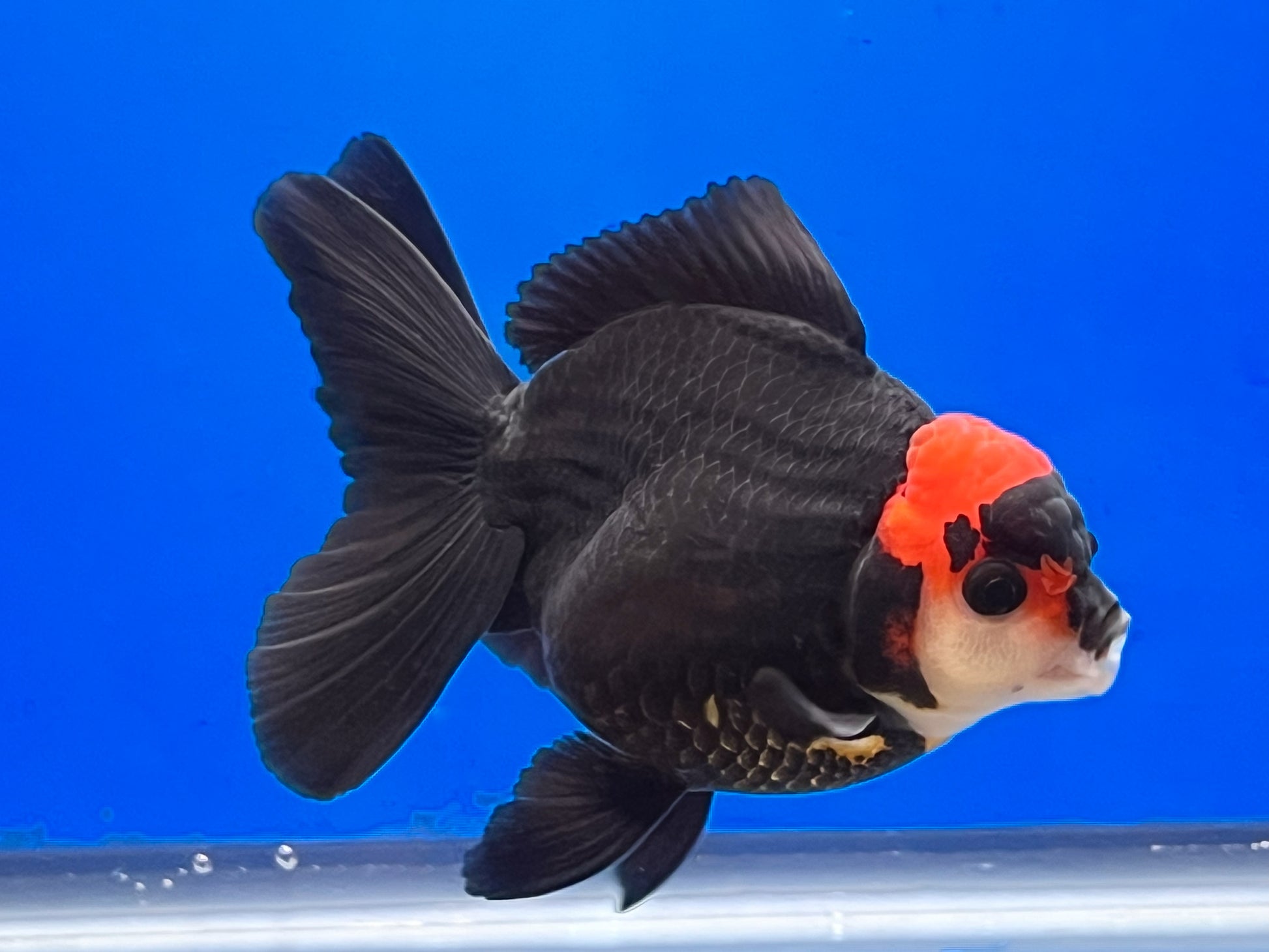 Tricolor Oranda 3.5 - 4 inches (OR-0004_01) - Kaiju Goldfish USA