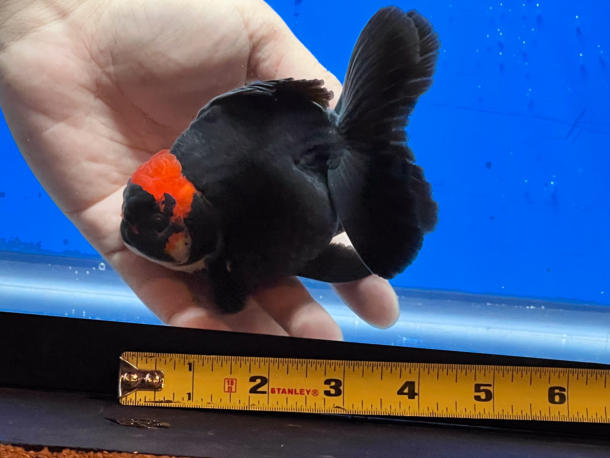 Tricolor Oranda 3.5 - 4 inches (OR-0004_01) - Kaiju Goldfish USA