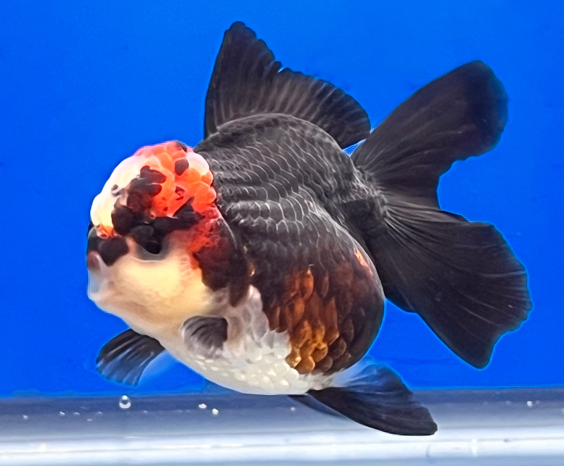 Tricolor Oranda 3.5 - 4 inches (OR-0005_01) - Kaiju Goldfish USA