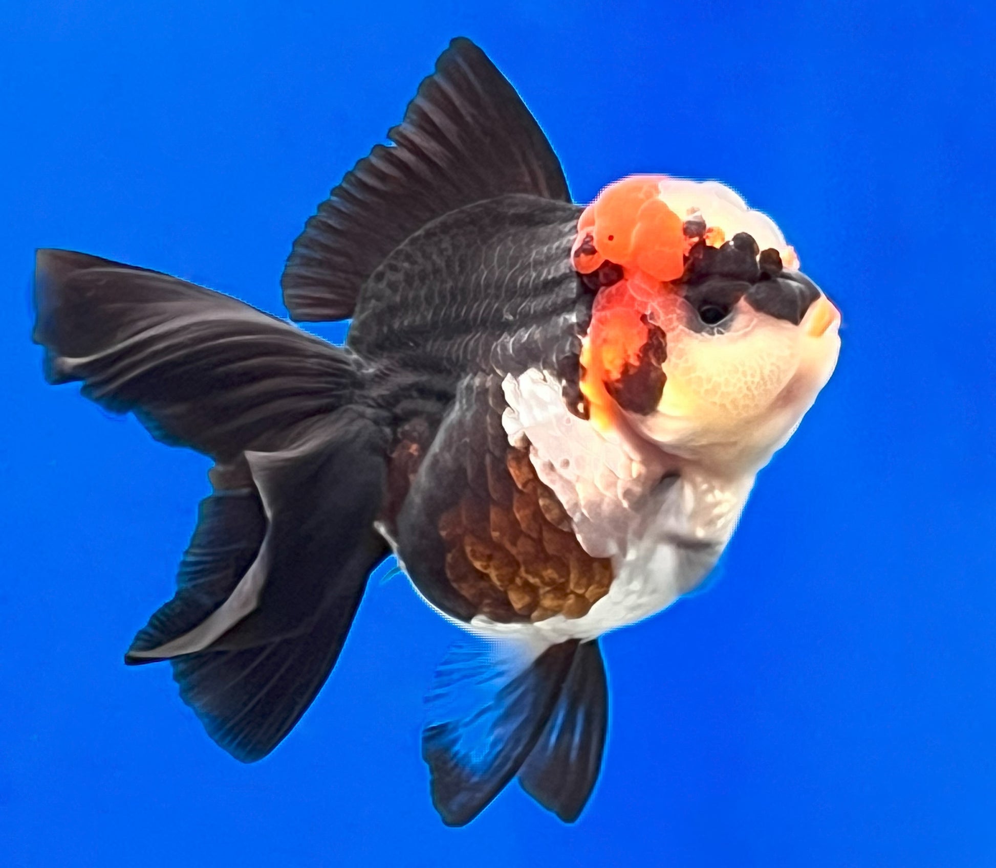 Tricolor Oranda 3.5 - 4 inches (OR-0005_01) - Kaiju Goldfish USA