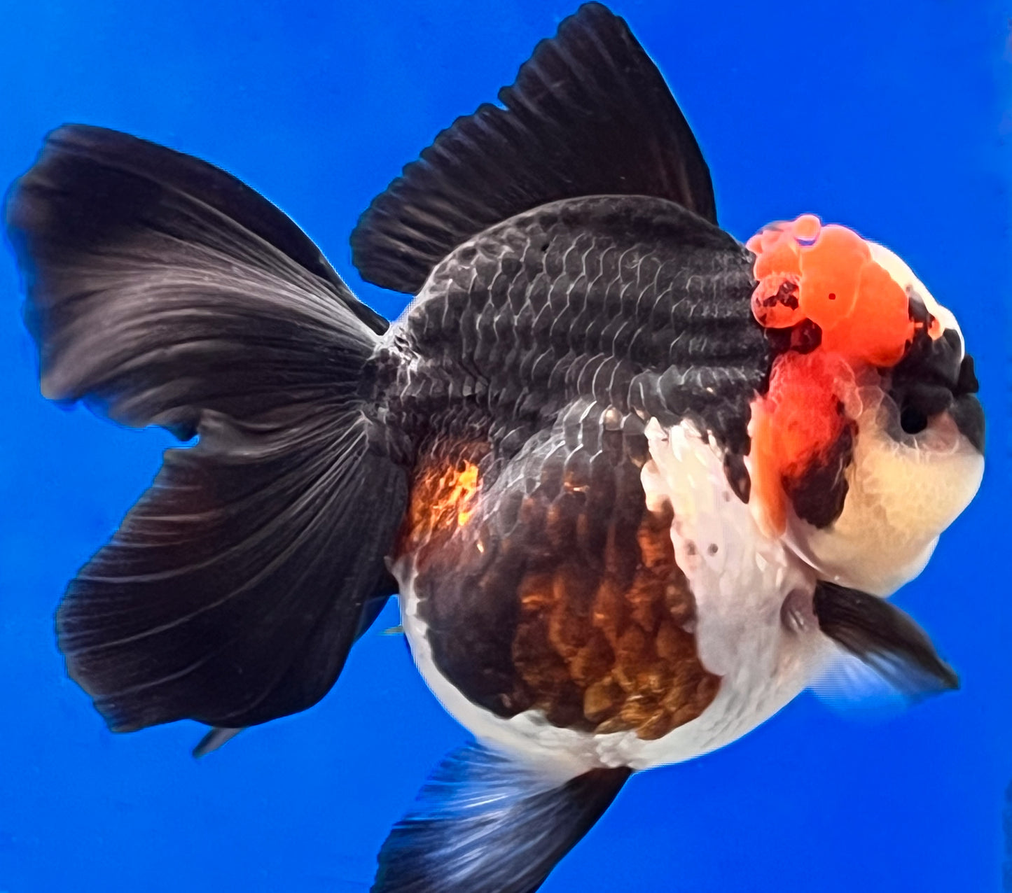 Tricolor Oranda 3.5 - 4 inches (OR-0005_01) - Kaiju Goldfish USA