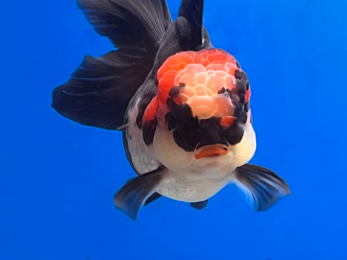 Tricolor Oranda 3.5 - 4 inches (OR-0005_01) - Kaiju Goldfish USA