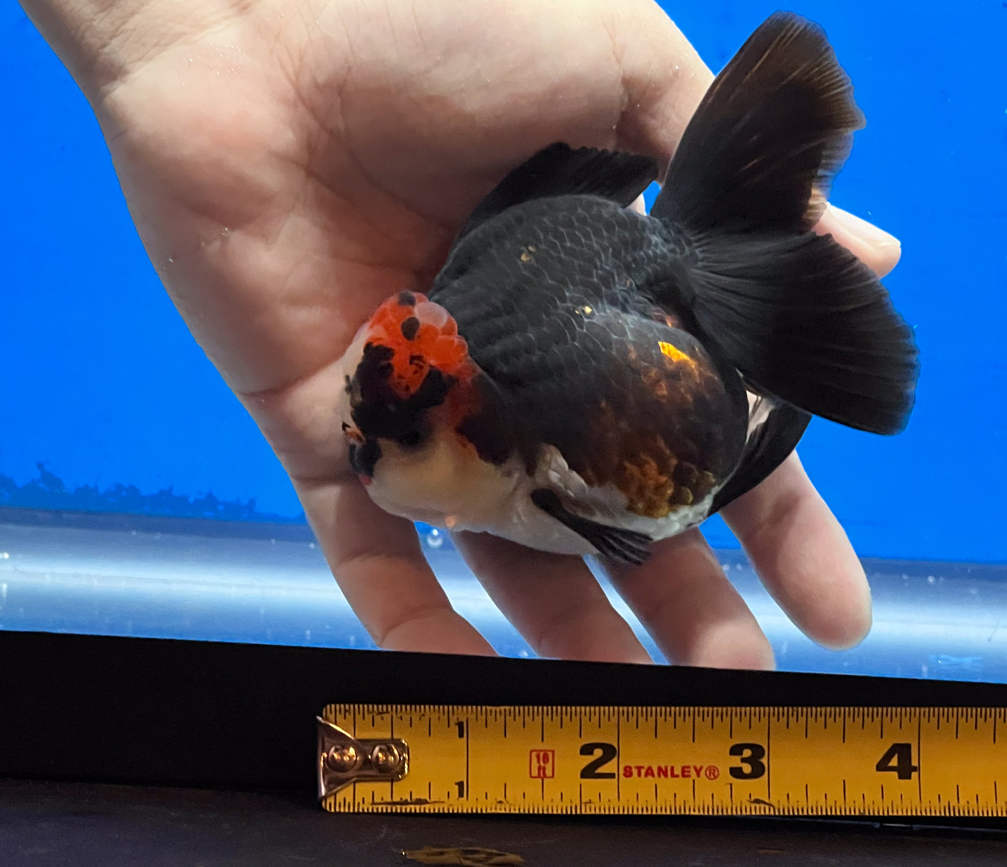 Tricolor Oranda 3.5 - 4 inches (OR-0005_01) - Kaiju Goldfish USA