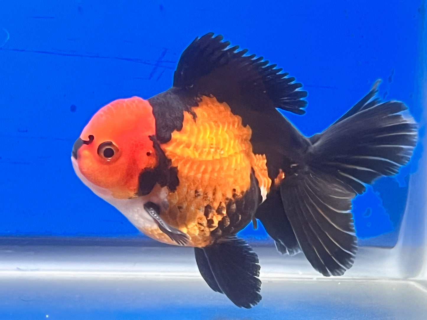 Tricolor Oranda 3.5-4 inches (OR-0001_01) - Kaiju Goldfish USA