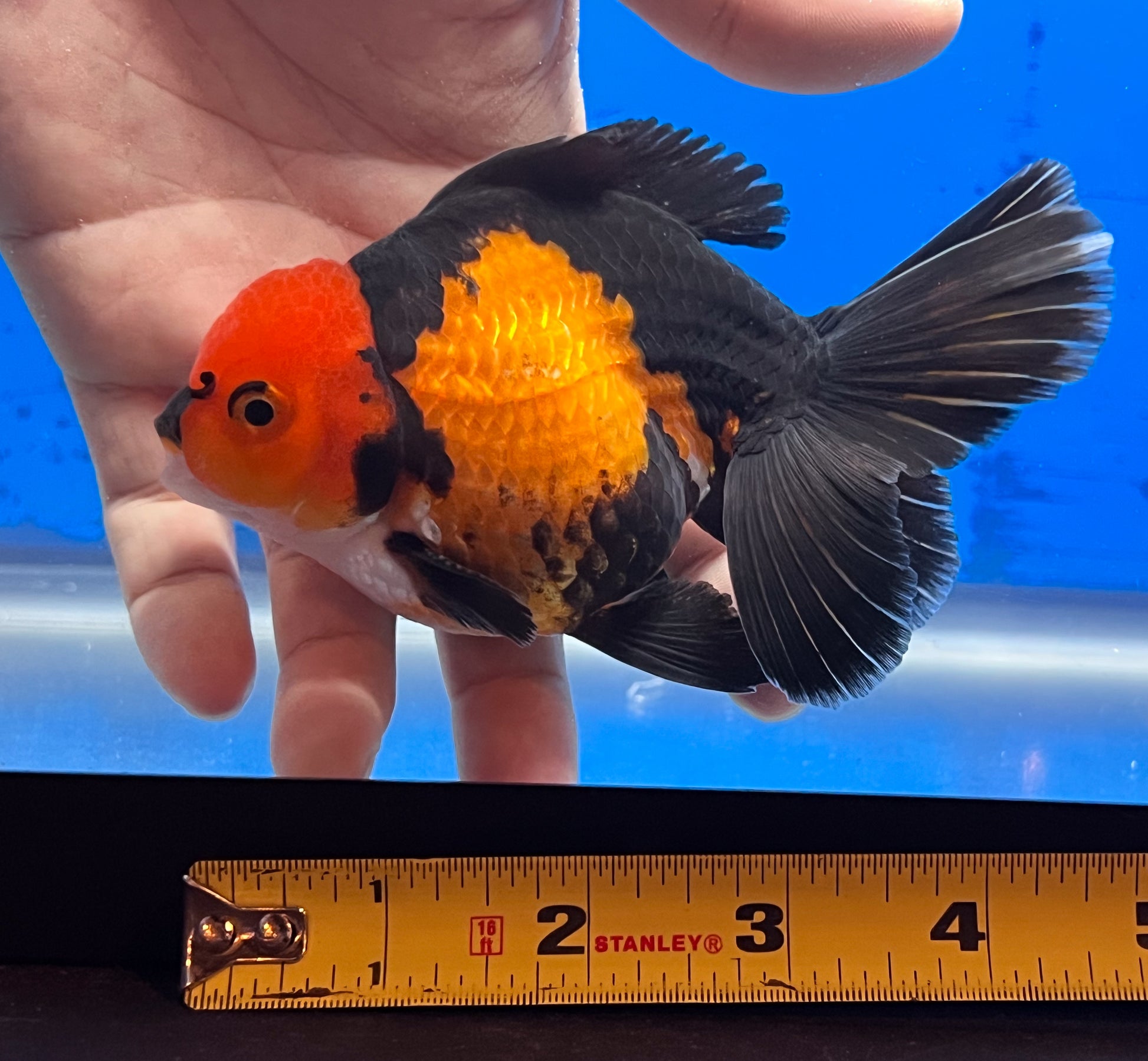 Tricolor Oranda 3.5-4 inches (OR-0001_01) - Kaiju Goldfish USA