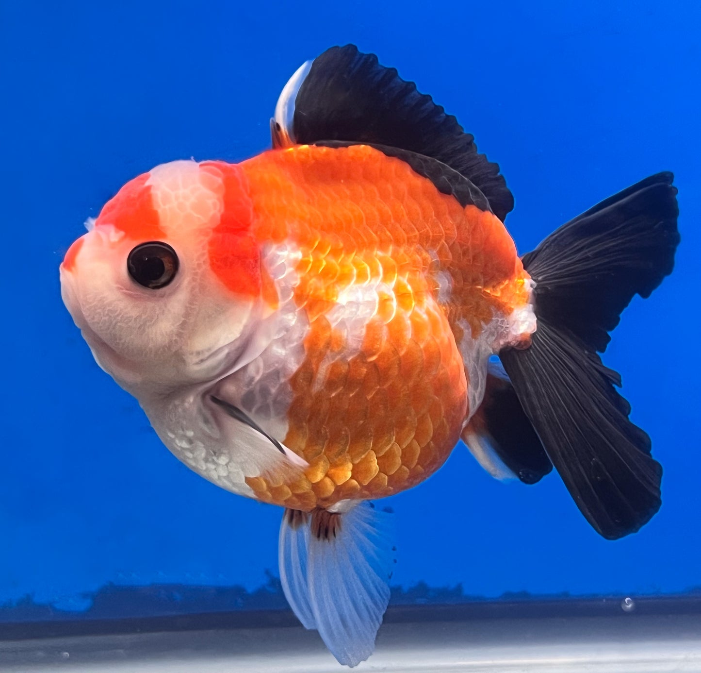 Tricolor Oranda 4 - 4.5 inches (OR-0011_01) - Kaiju Goldfish USA