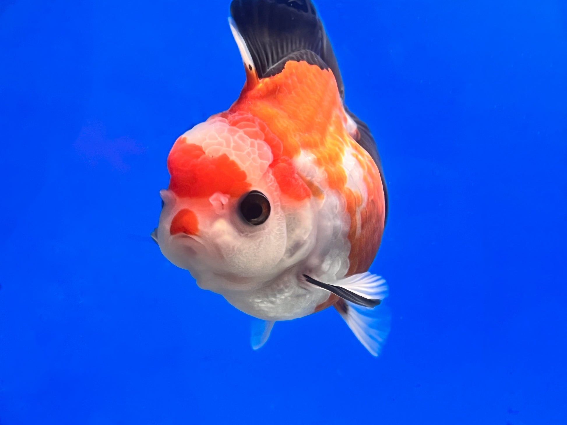 Tricolor Oranda 4 - 4.5 inches (OR-0011_01) - Kaiju Goldfish USA