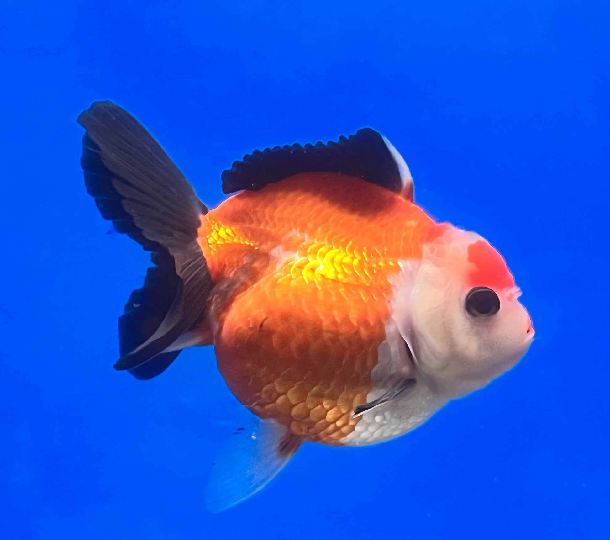 Tricolor Oranda 4 - 4.5 inches (OR-0011_01) - Kaiju Goldfish USA