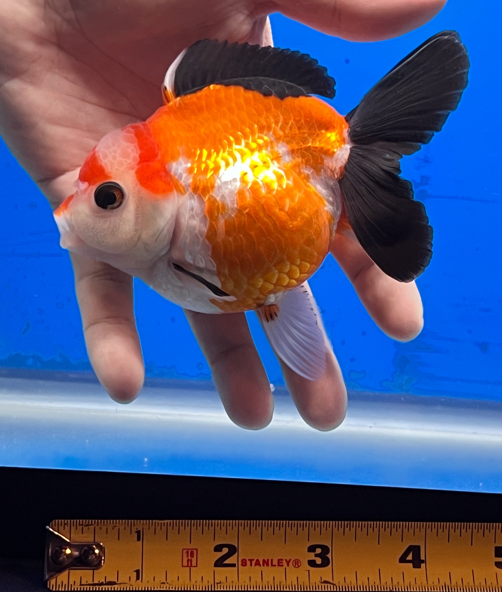 Tricolor Oranda 4 - 4.5 inches (OR-0011_01) - Kaiju Goldfish USA