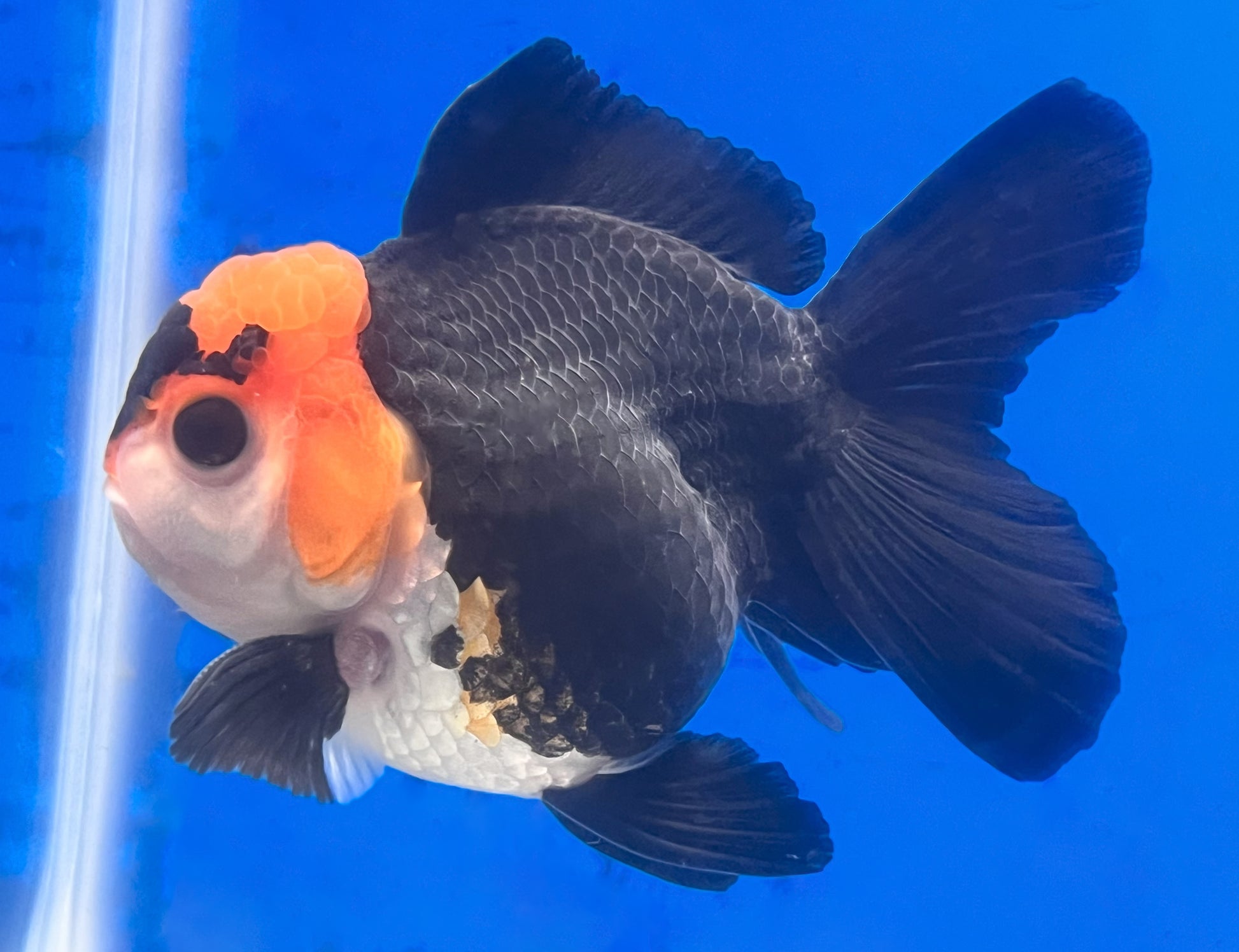 Tricolor Oranda 3 - 3.5 inches (OR-0010_01) - Kaiju Goldfish USA