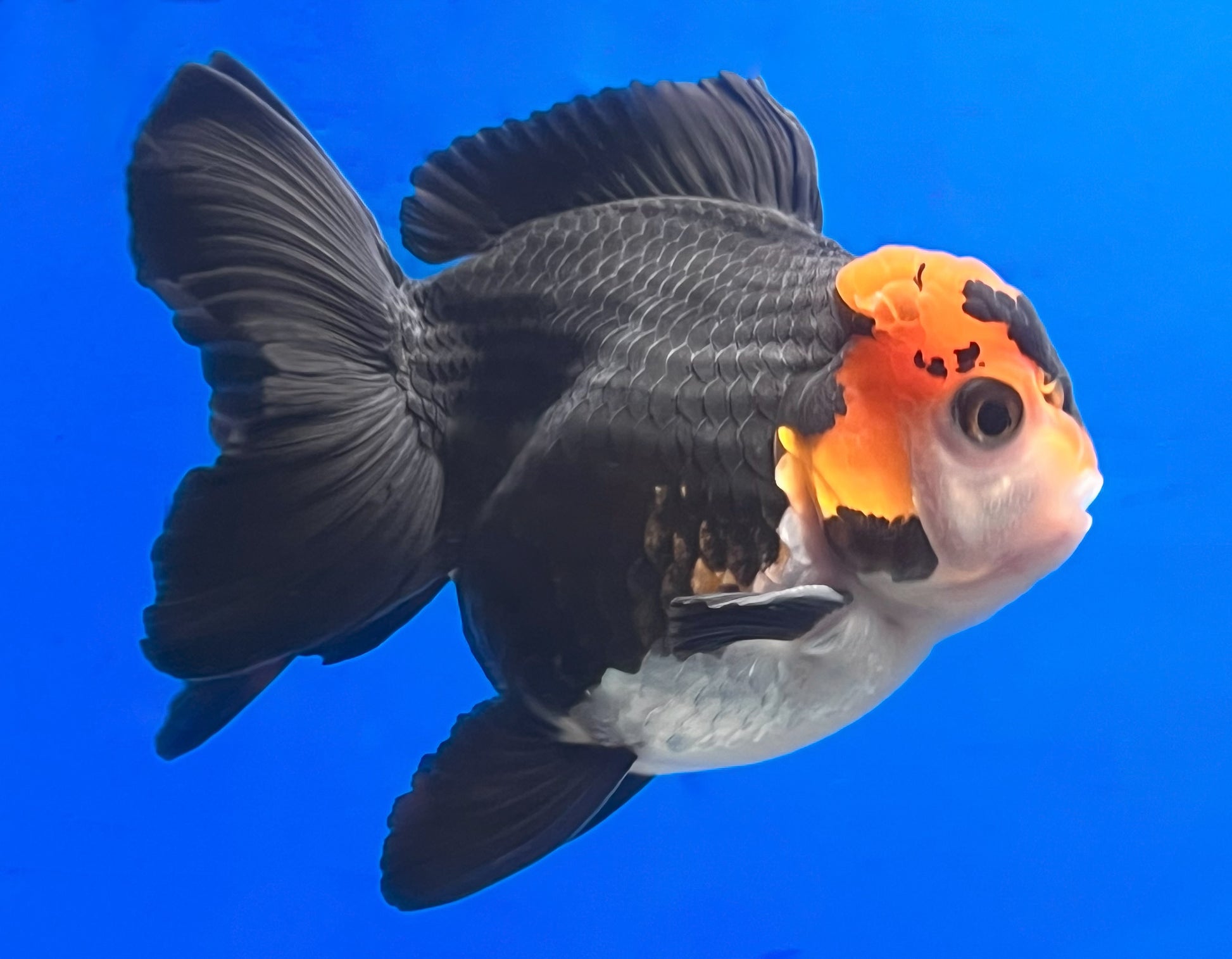 Tricolor Oranda 3 - 3.5 inches (OR-0010_01) - Kaiju Goldfish USA