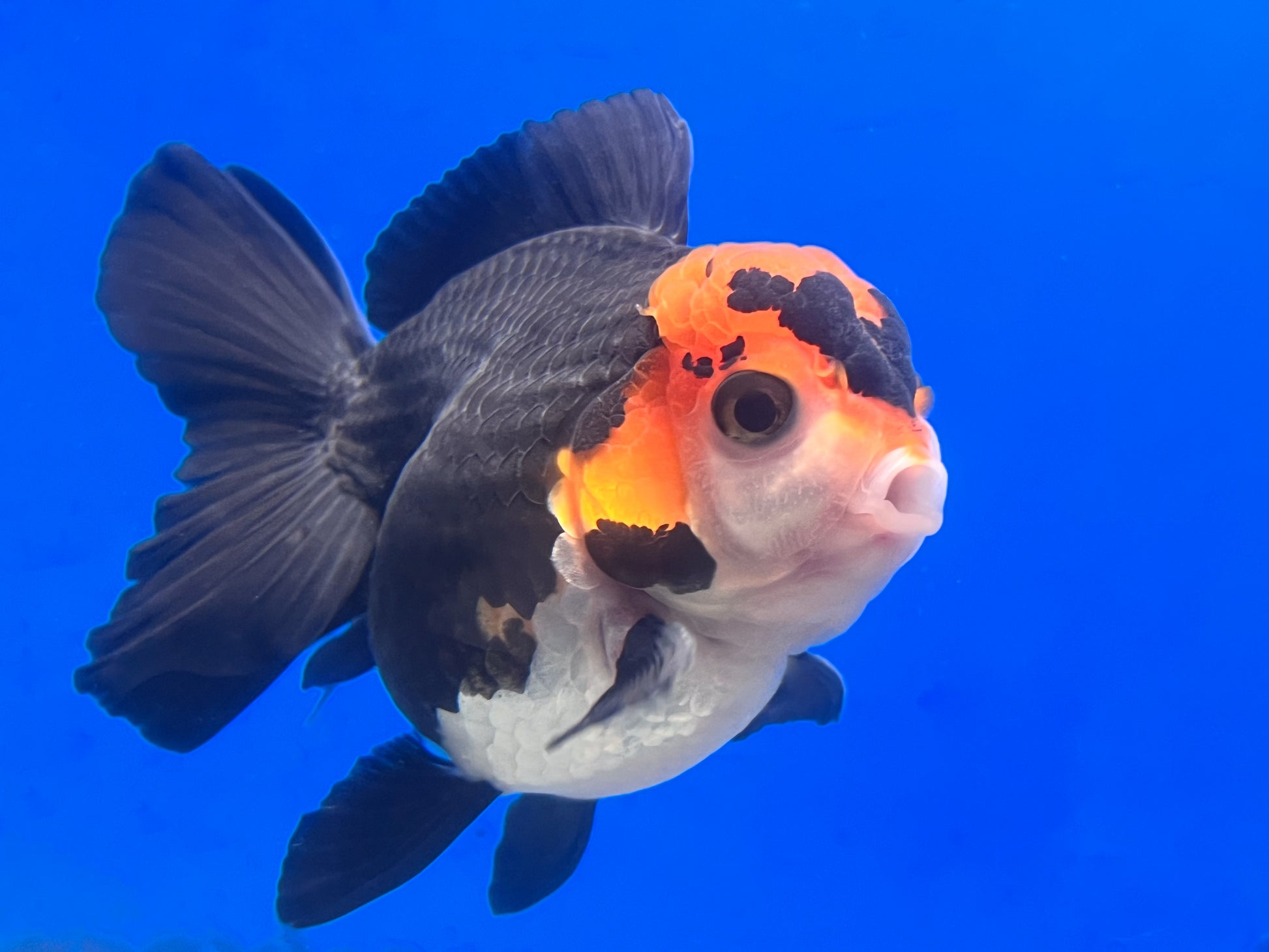 Tricolor Oranda 3 - 3.5 inches (OR-0010_01) - Kaiju Goldfish USA