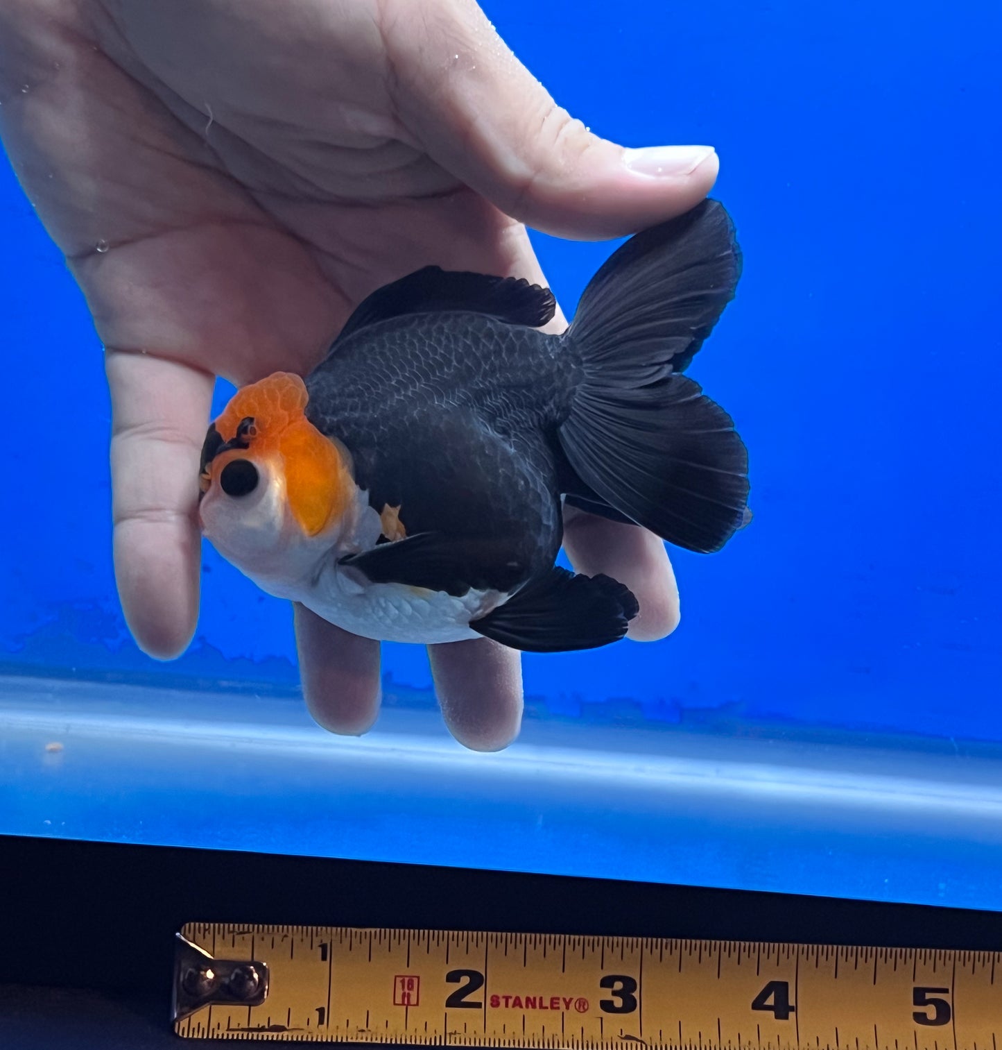 Tricolor Oranda 3 - 3.5 inches (OR-0010_01) - Kaiju Goldfish USA