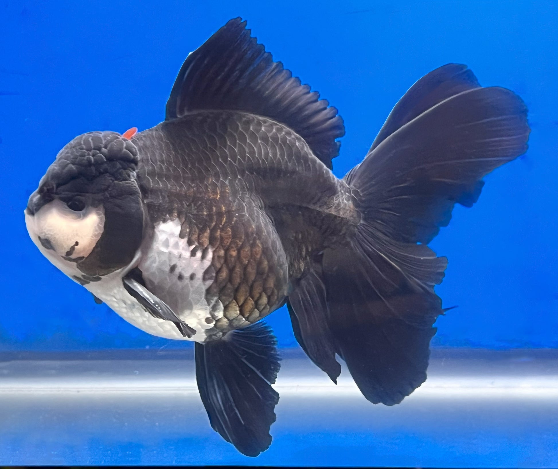 Thai Panda Oranda Goldfish