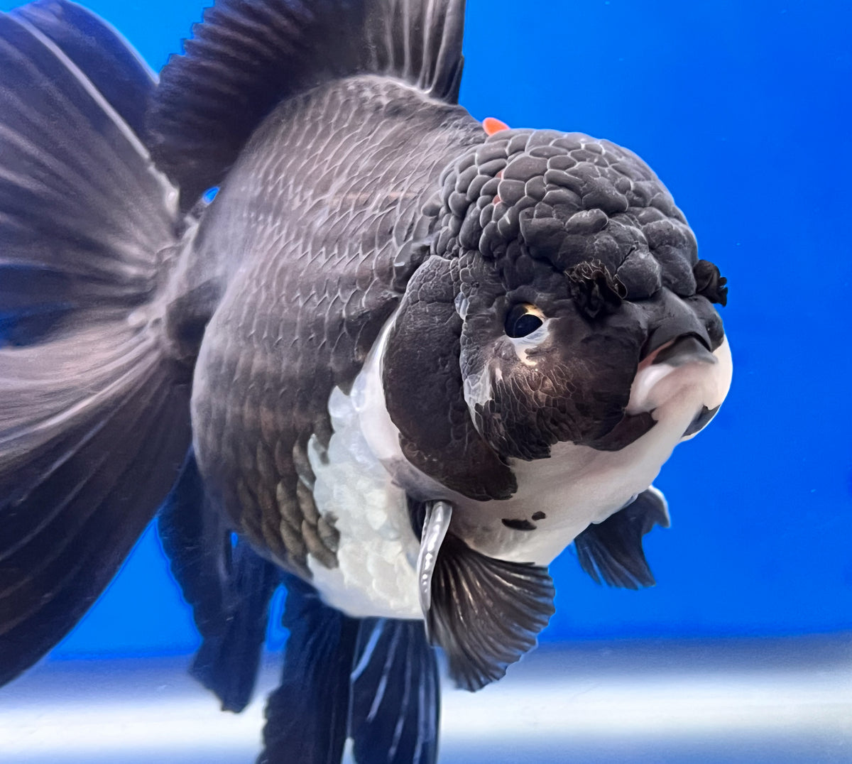 Orandea Thai Panda Oranda Goldfish | Thai Panda Oranda | Kaiju Goldfish USA