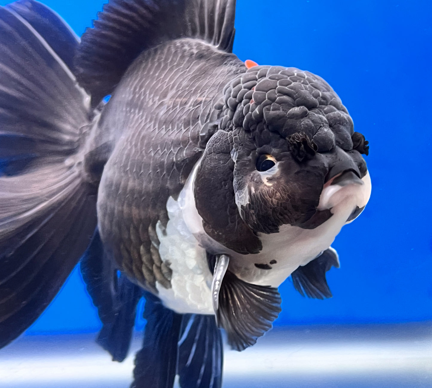 Thai Panda Oranda Goldfish