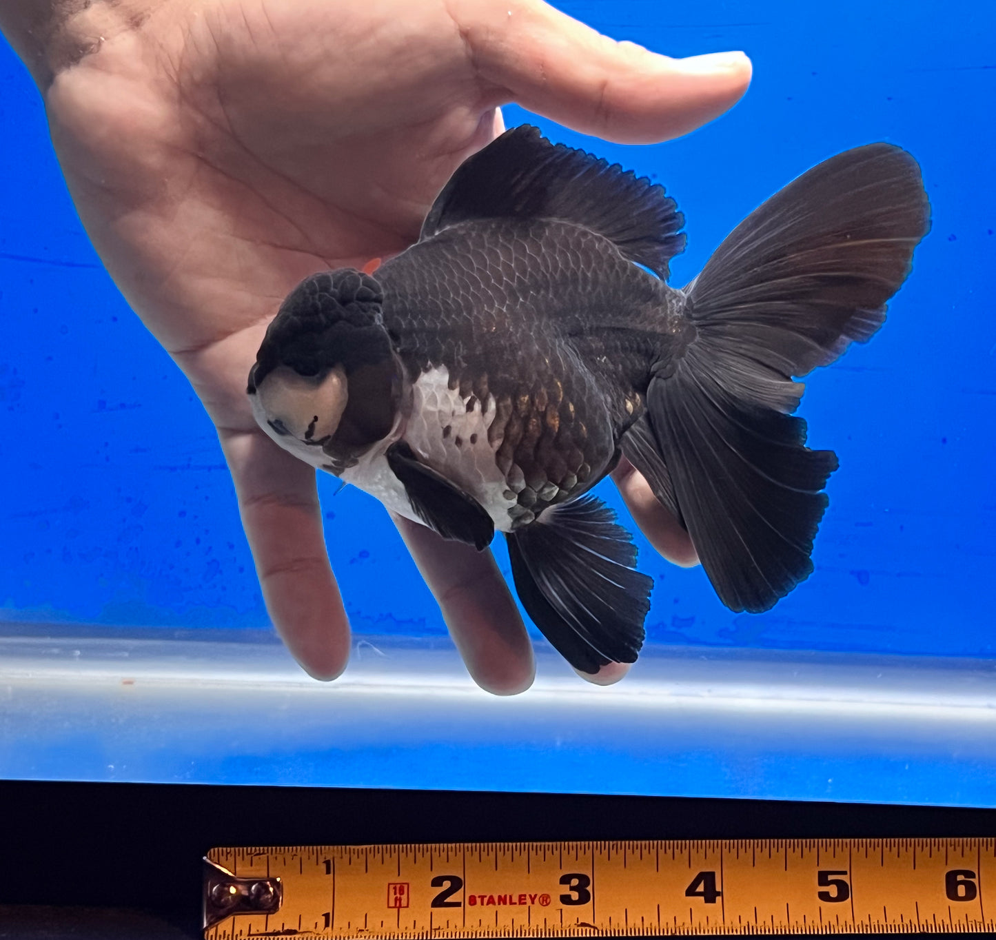 Thai Panda Oranda Goldfish