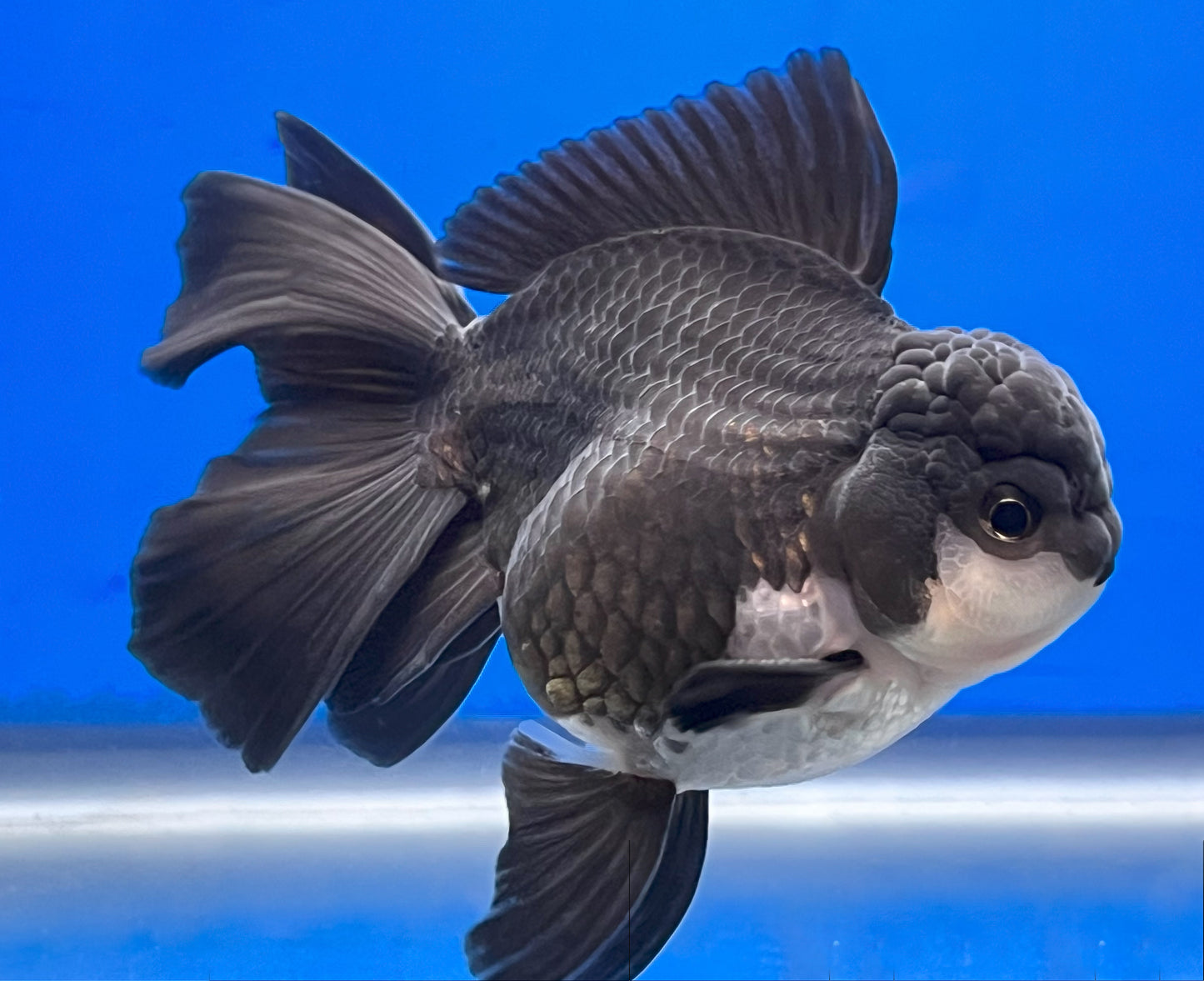 Panda Oranda 3.5 - 4 Inches 