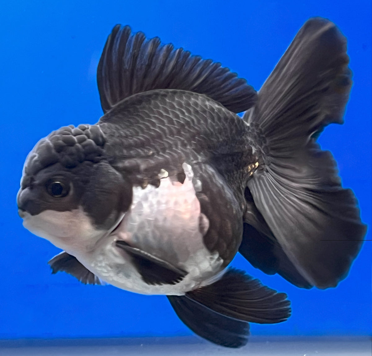 Randa Fish Panda Oranda 3.5 - 4 Inches | Panda Oranda Fish | Kaiju Goldfish USA