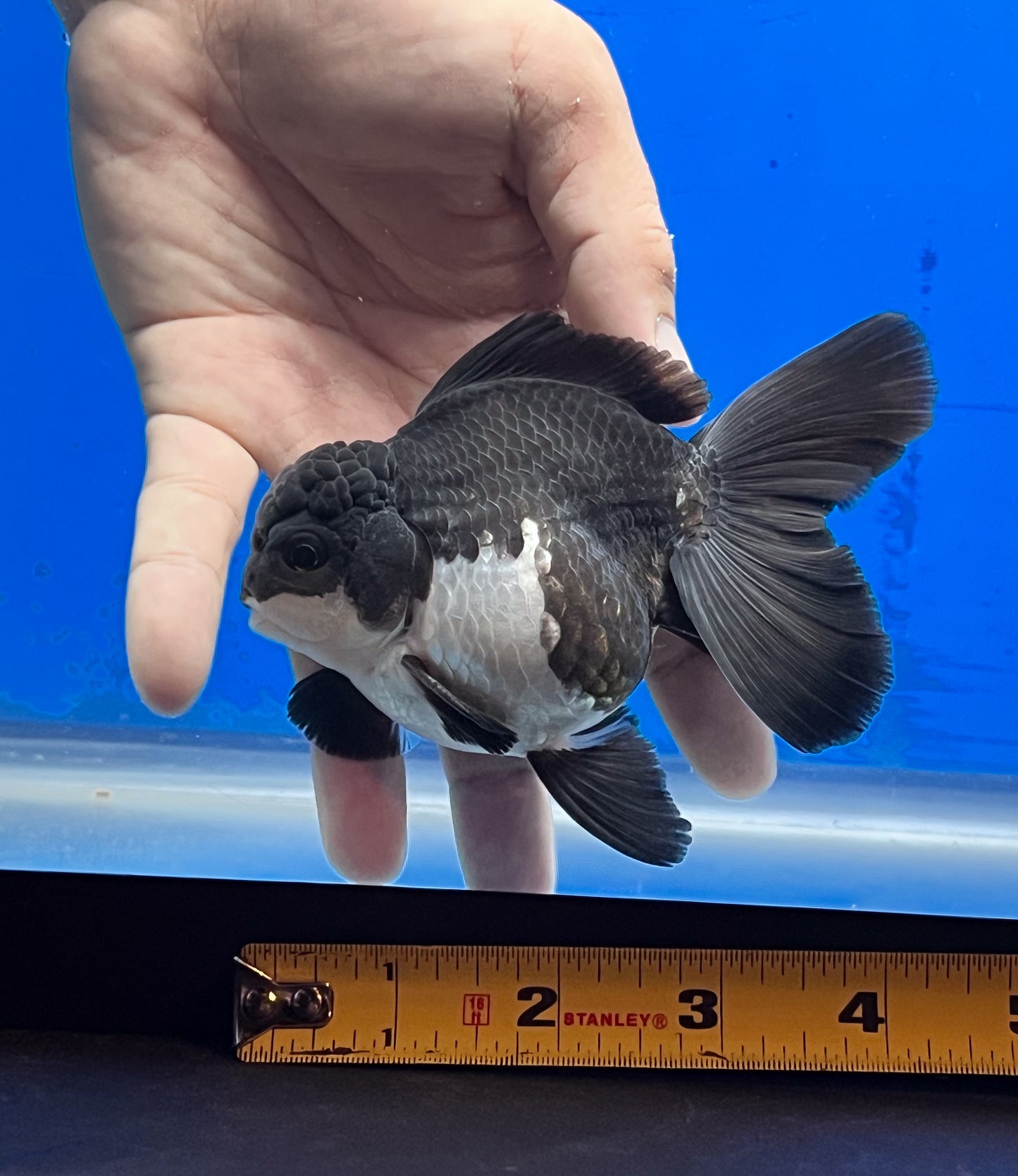 Panda Oranda 3.5 - 4 Inches 