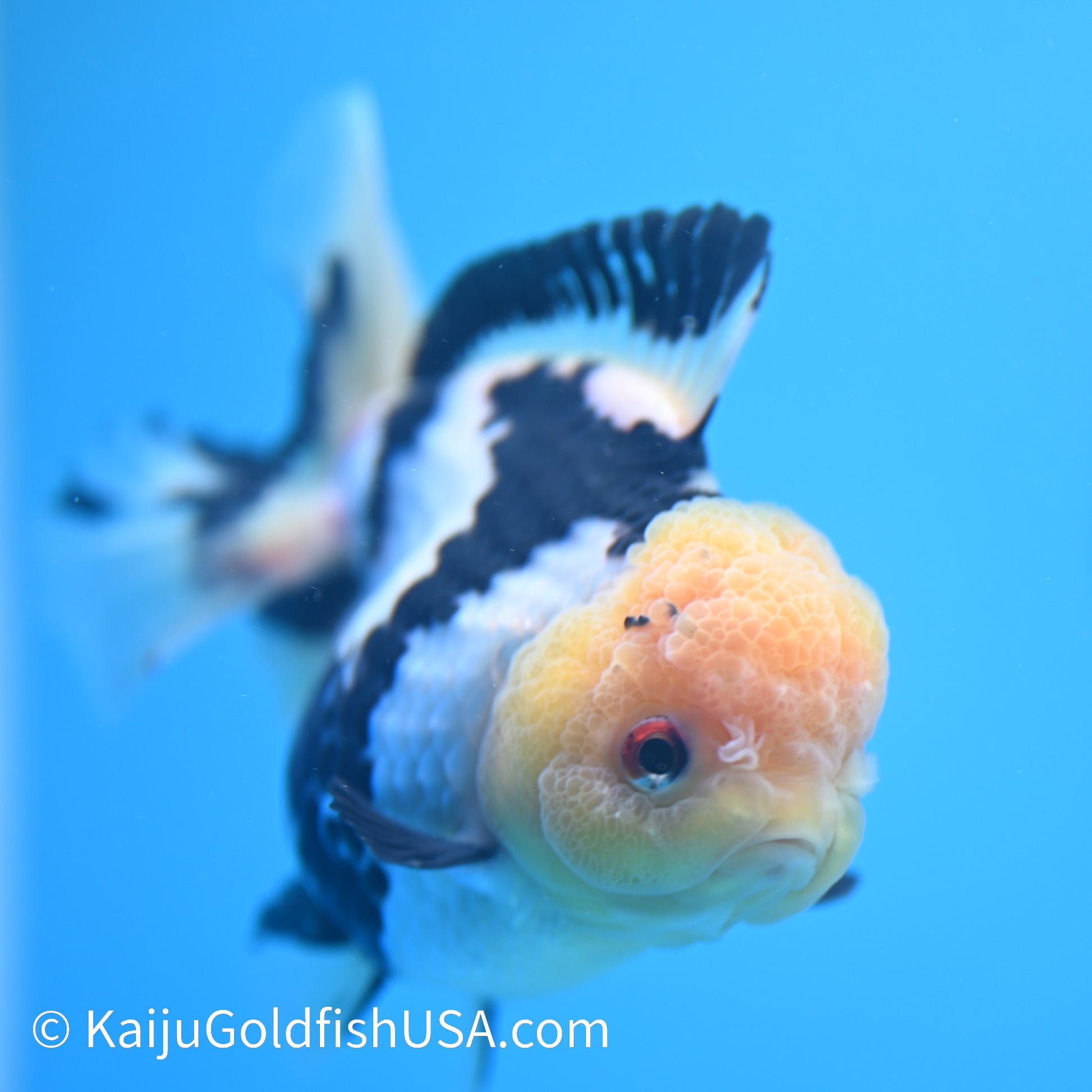 Panda Oranda 5 inches(240510_OR01) - Kaiju Goldfish USA