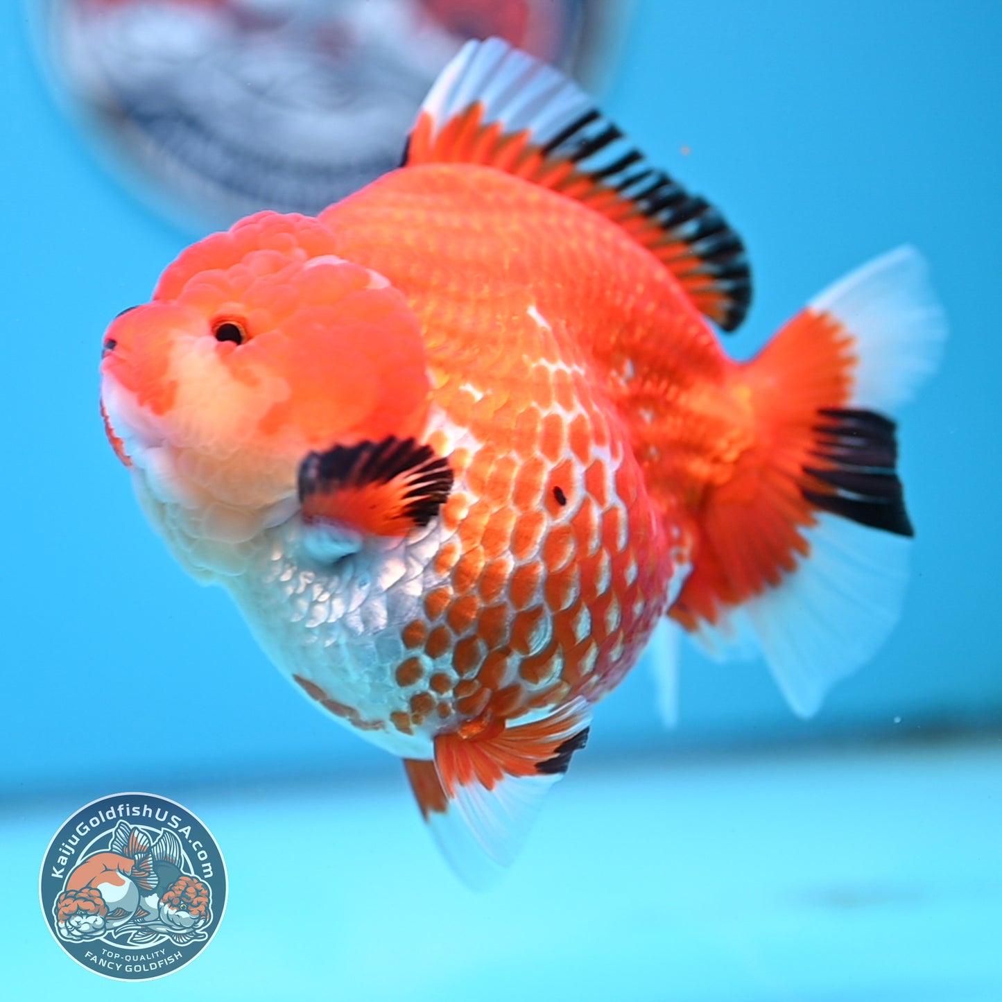 Jumbo Red White YuanBao Oranda 4.5 inches Body (250516_OR01)