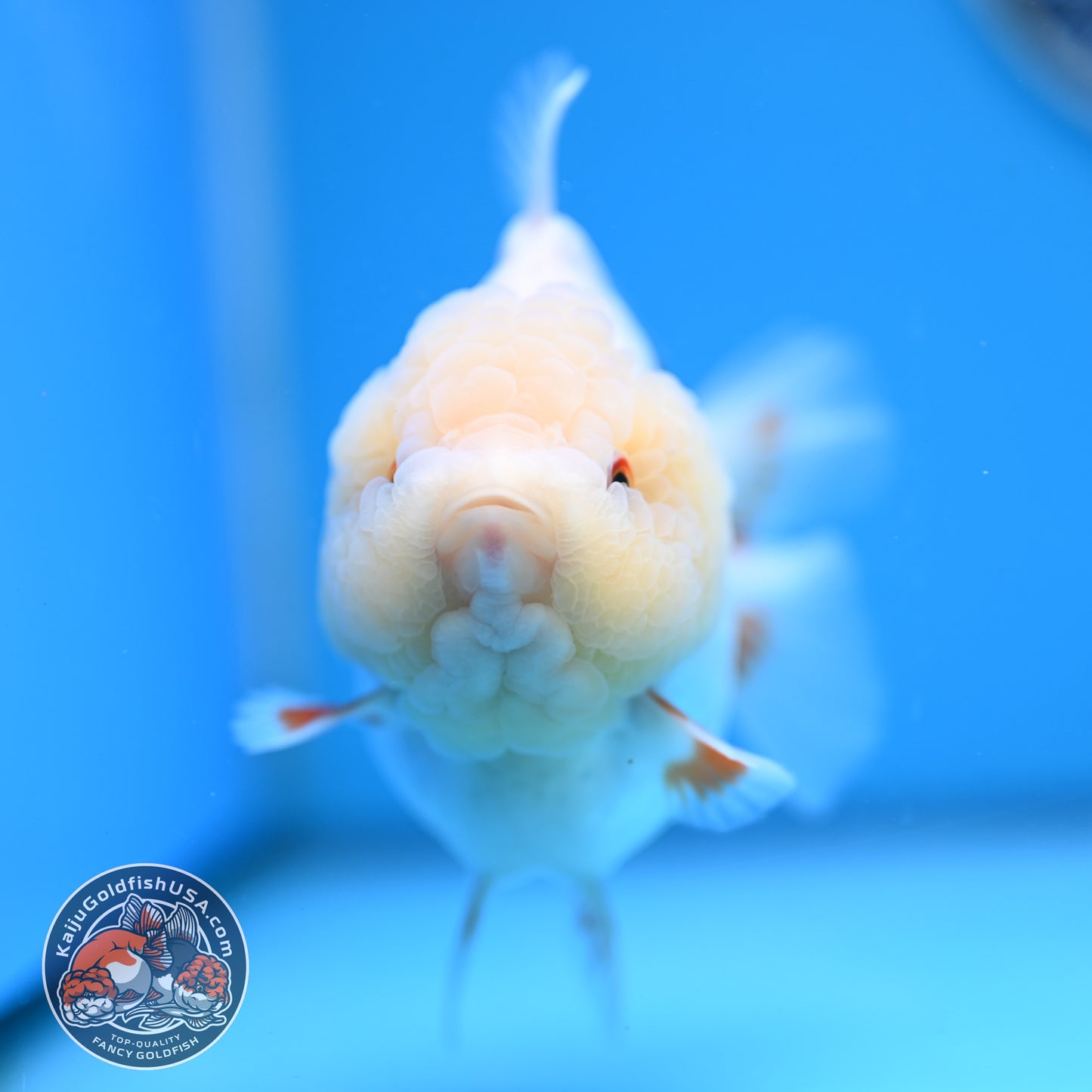 Jade Head Red White Oranda 4 inches Body (250523_OR01)