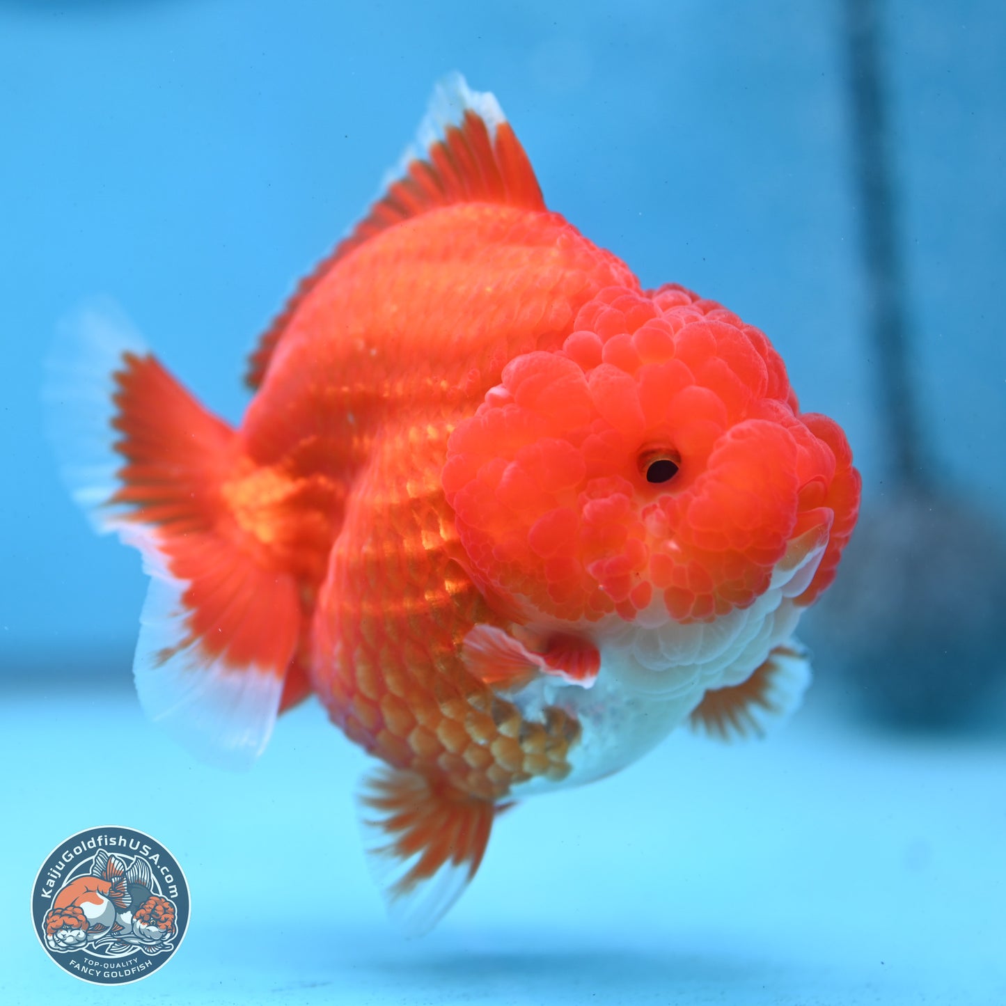 Red White YuanBao Oranda 3.5 inches Body - Female (250103_OR01) - Kaiju Goldfish USA