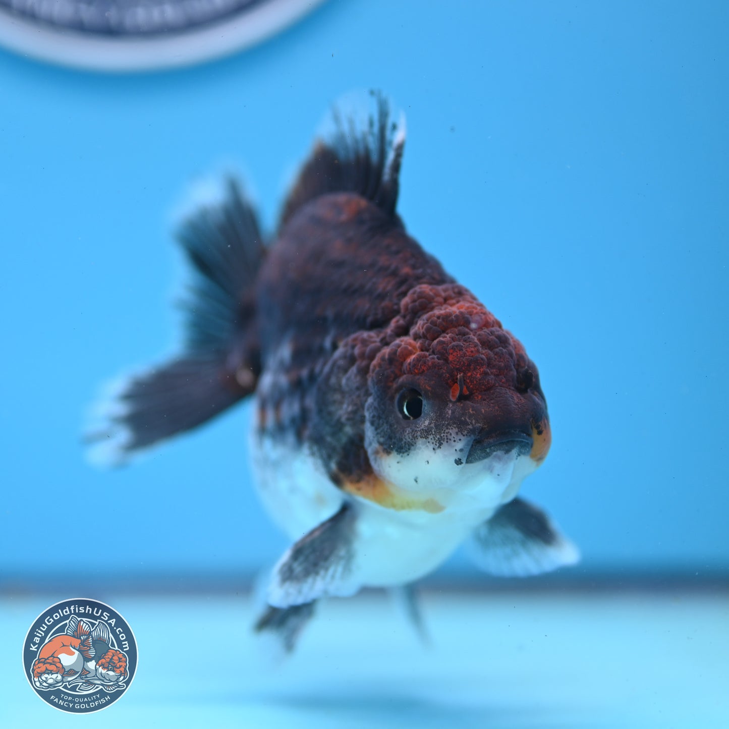 Shogun Kirin Oranda 3.5-4 inches (241004_OR01) - Kaiju Goldfish USA