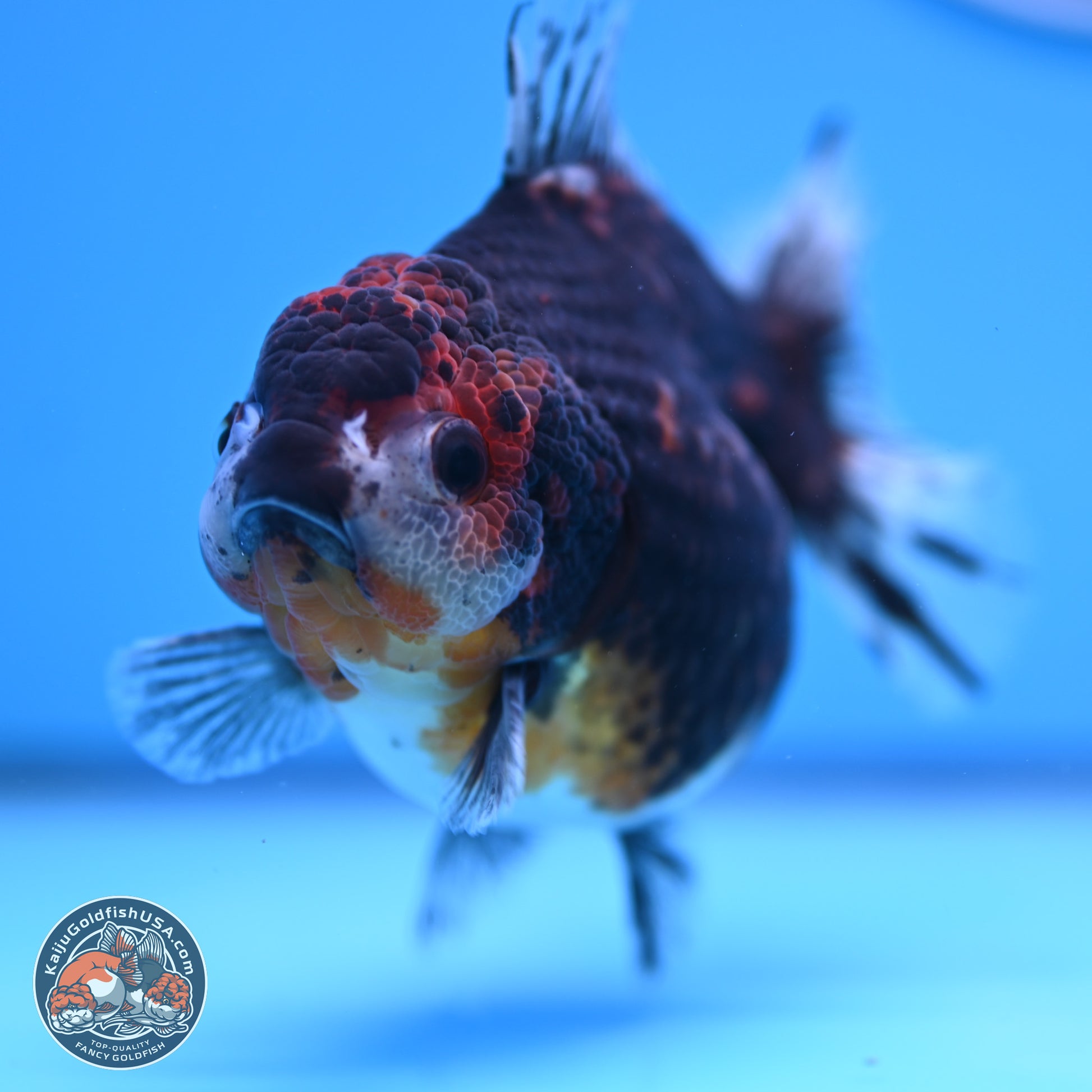 Shogun Kirin YuanBao Oranda 4in Body (240816_OR01) - Kaiju Goldfish USA