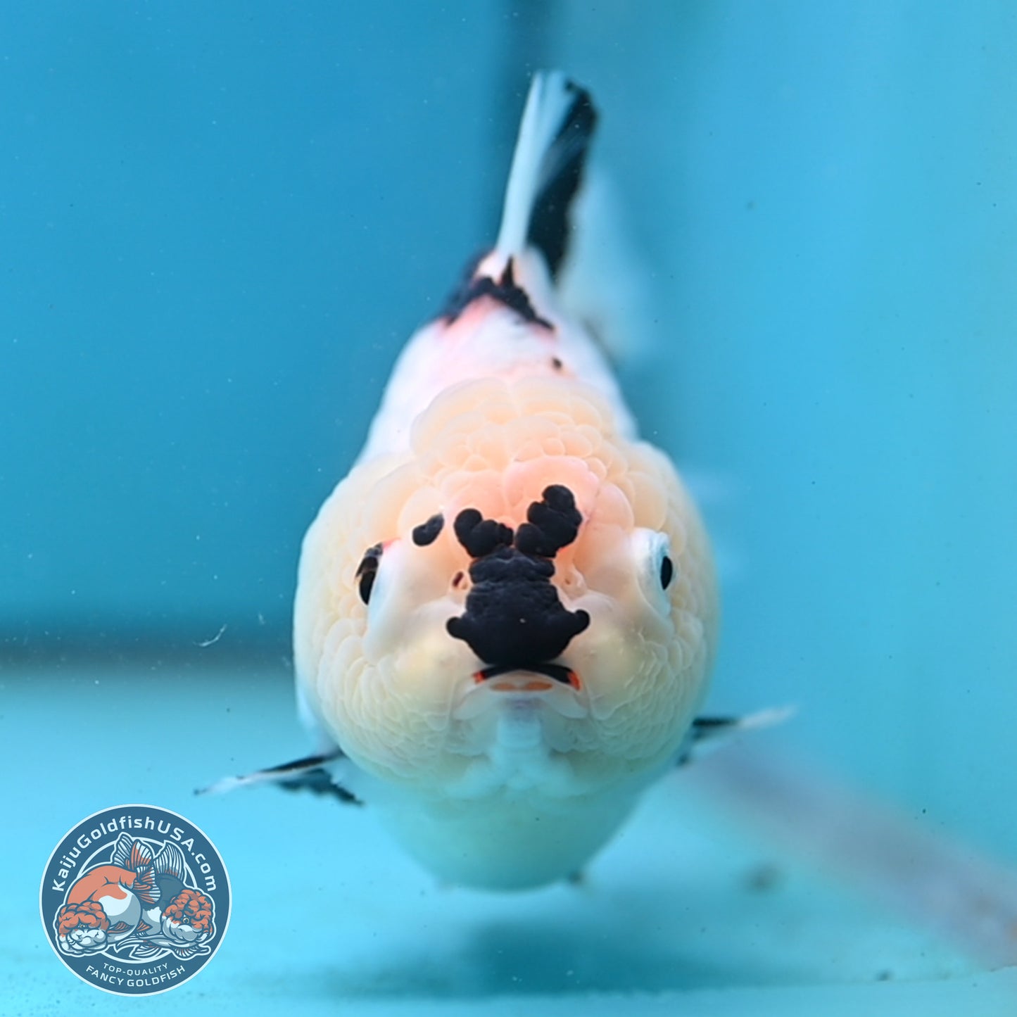 Panda Oranda 4 inch Body (251003_OR01)