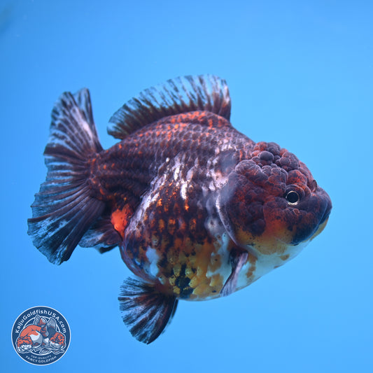 Kirin YuanBao Oranda 5 inches - Female (241115_OR01) - Kaiju Goldfish USA