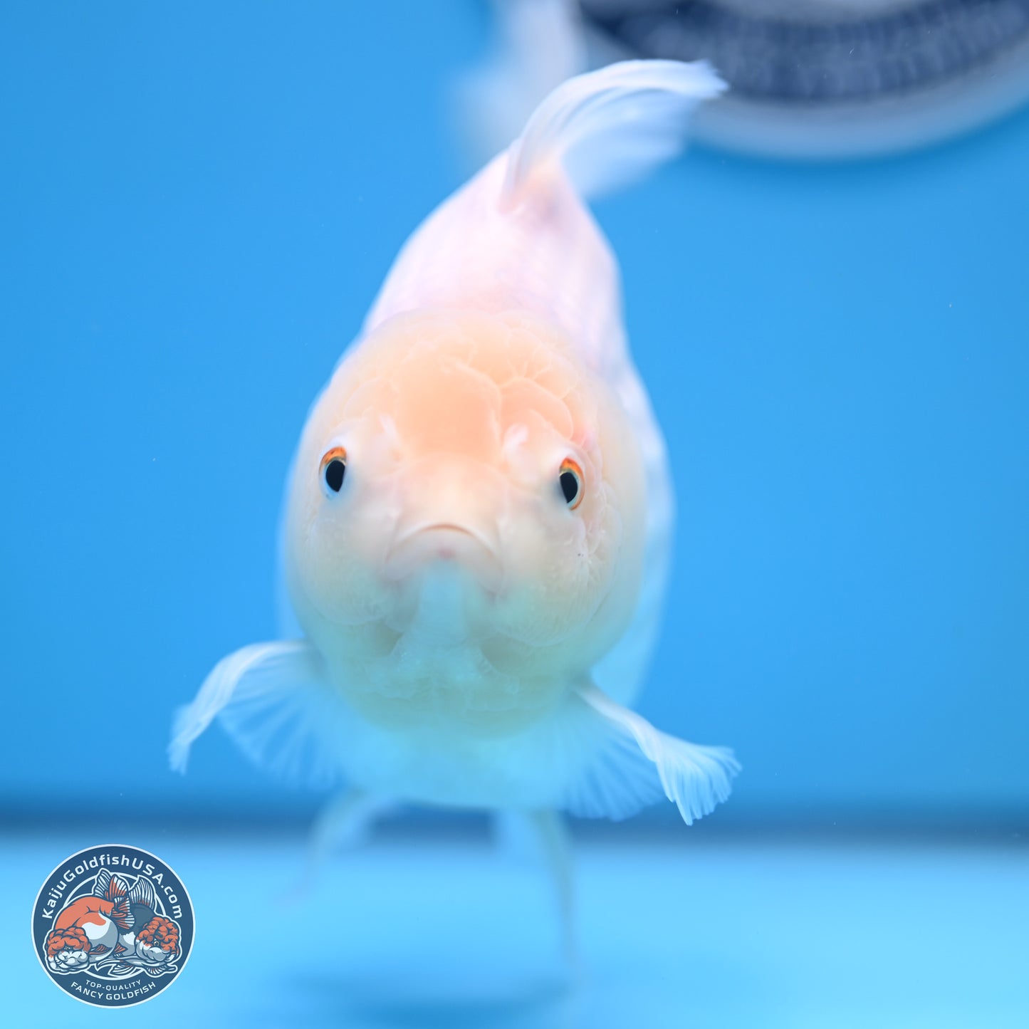 Snow White Rose Tail Oranda 4-7 inches (240906_OR01) - Kaiju Goldfish USA