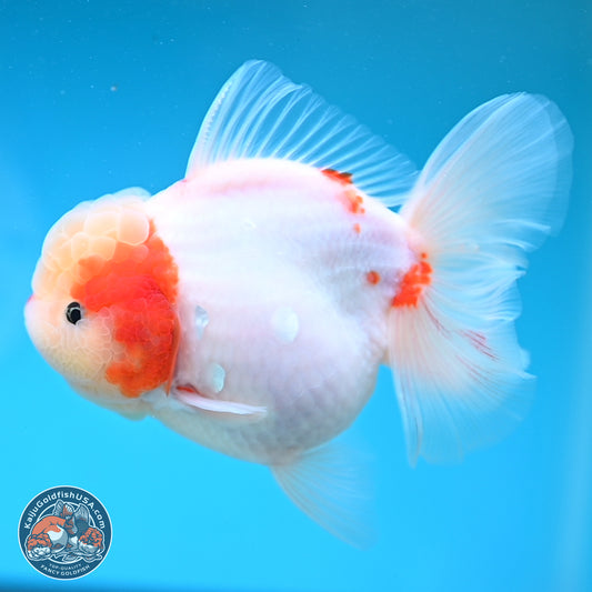 Sakura Rose Tail Oranda 4 inches Body - Female (250207_OR01)