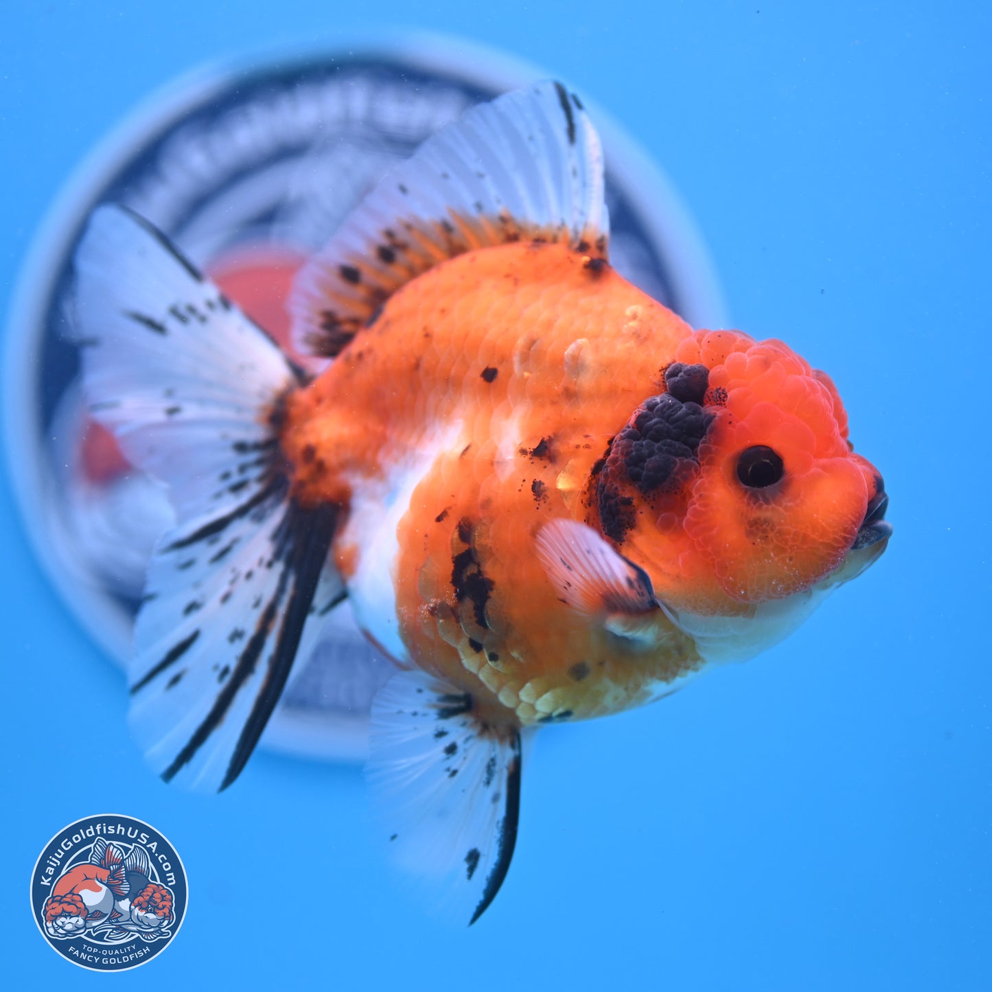 Shogun Tricolor Rose Tail Sakura Oranda 3.5in Body (240802_OR01) - Kaiju Goldfish USA