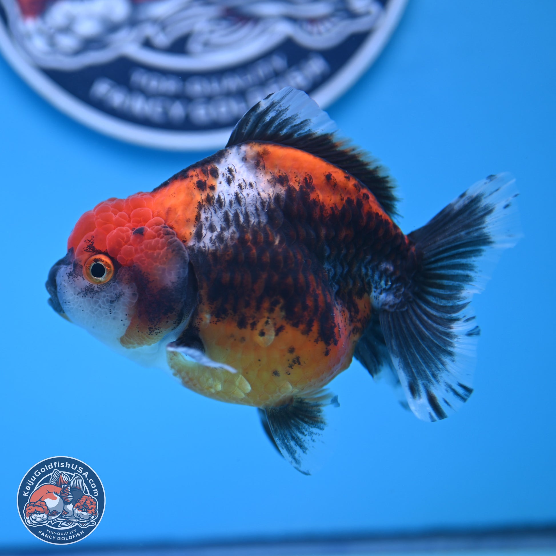 Shogun Kirin Oranda 3.75-4.5 in (241011_OR01) - Kaiju Goldfish USA