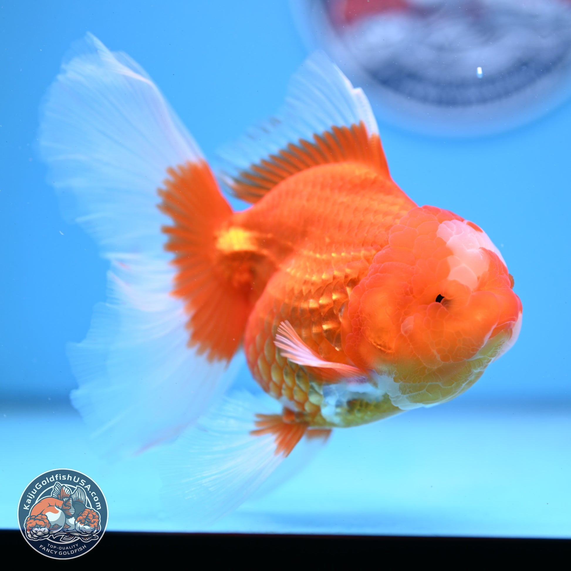 Jade Seal Red White Rose Tail Oranda 4-5 inches (240913_OR01) - Kaiju Goldfish USA