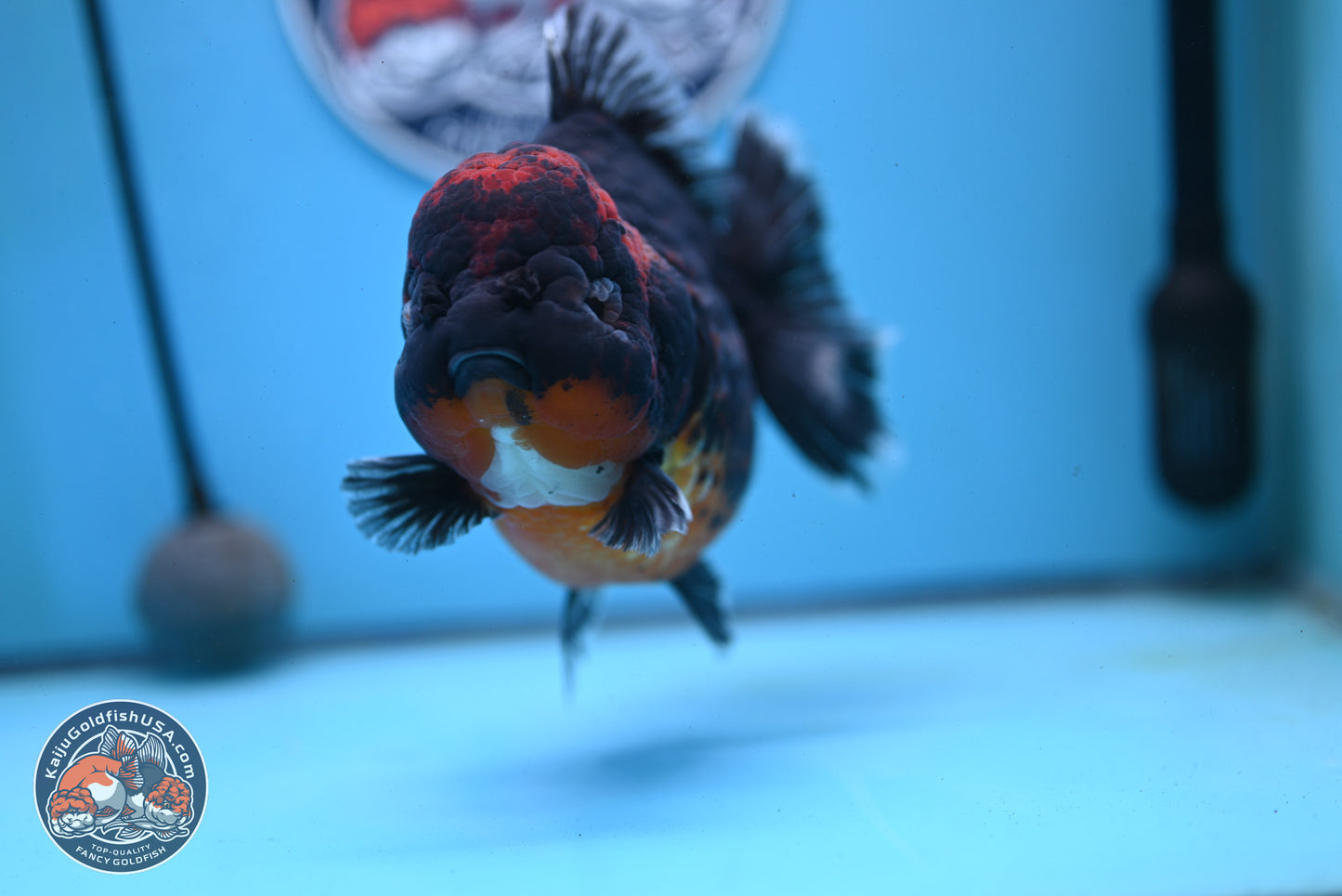 Super Jumbo Shogun Godzilla Red Kirin Oranda 7 inches (241025_OR01) - Kaiju Goldfish USA
