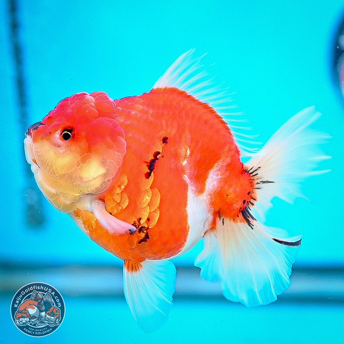 Tricolor Sakura Rose Tail Oranda 4 inches Body - Female (250214_OR01)