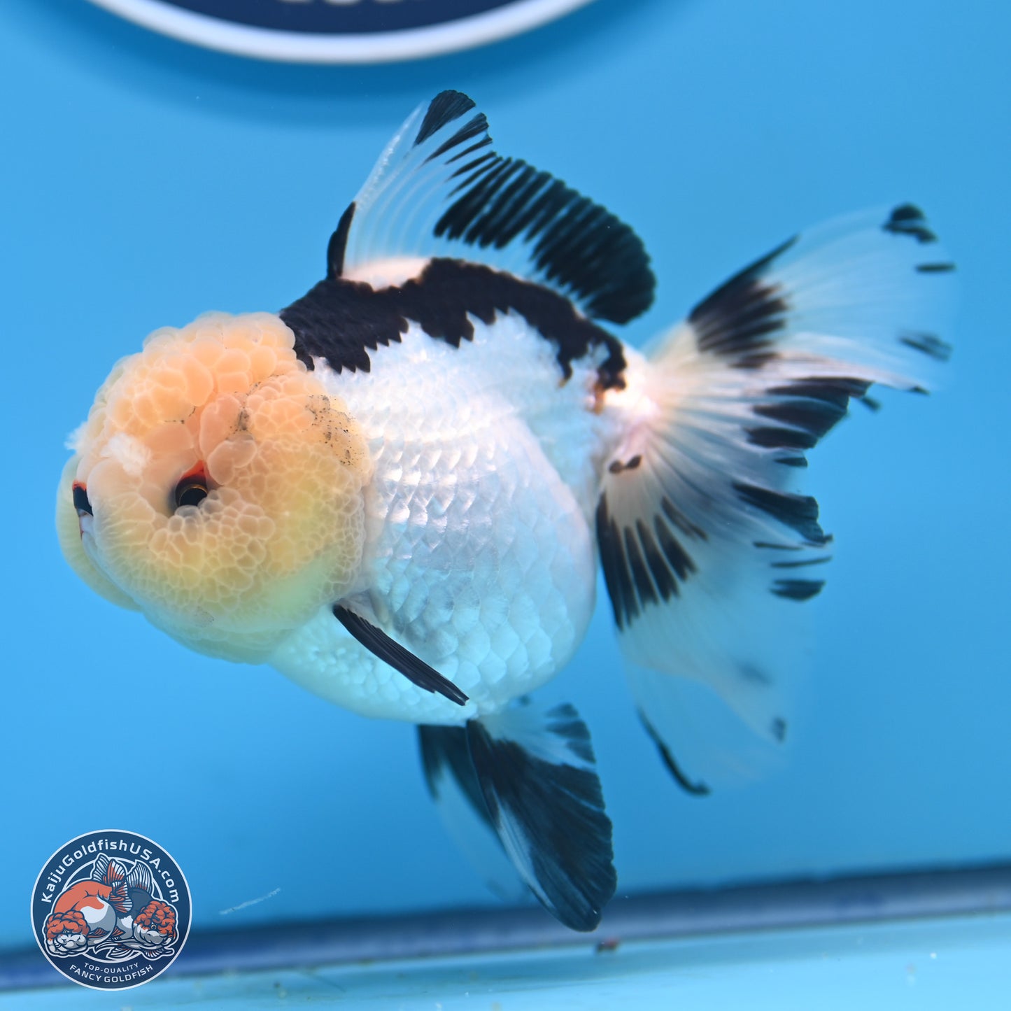 Panda Rose Tail Oranda 3.25in body (240809_OR01) - Kaiju Goldfish USA