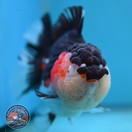 AAA Grade Tricolor Oranda 4.5 inch Body (250919_OR01)