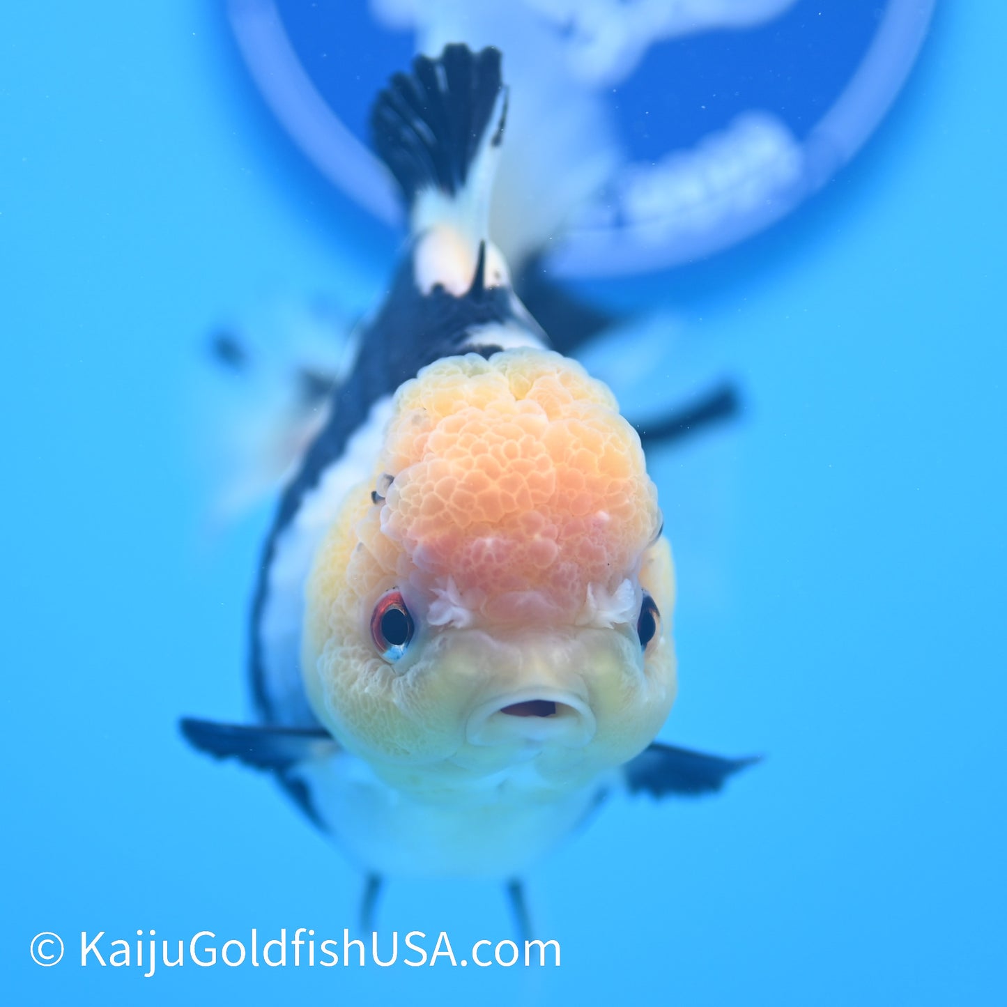 Panda Oranda 5 inches(240510_OR01) - Kaiju Goldfish USA