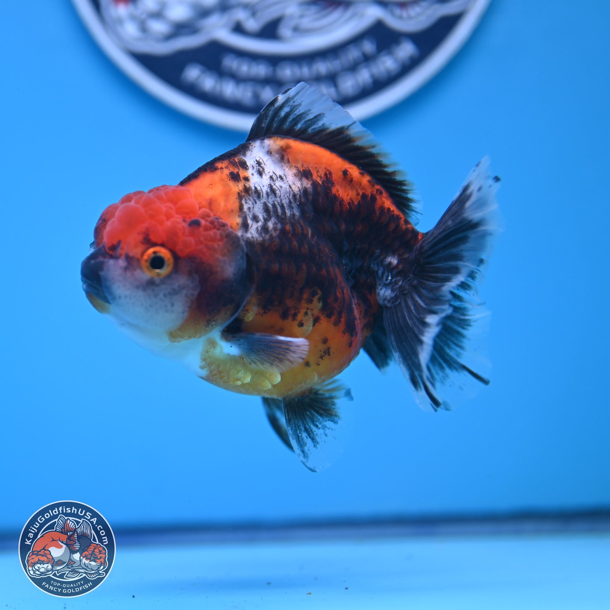 Shogun Kirin Oranda 3.75-4.5 in (241011_OR01) - Kaiju Goldfish USA