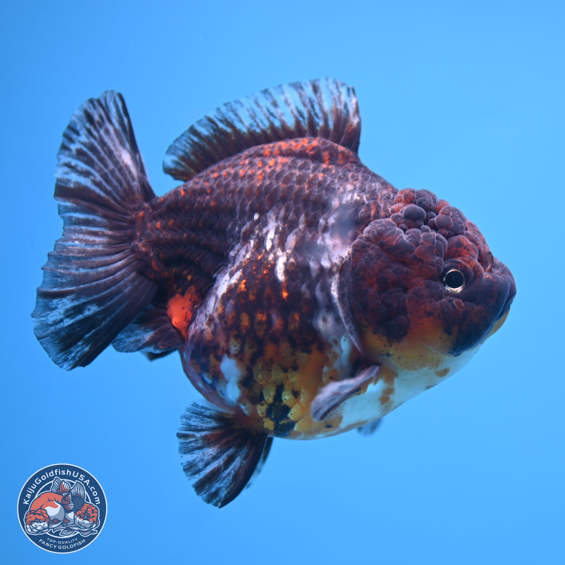 Kirin YuanBao Oranda 5 inches - Female (241115_OR01) - Kaiju Goldfish USA